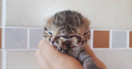 　　据英国《每日邮报》12月23日报道，南非一只名叫Bettie Bee的小猫出生仅11天就走红网络，因为它长了两张脸，有三只眼睛、两个鼻子和两张嘴。  　　据悉，这只小猫出生于12月12日，和它一起出生的还有另外两只正常的小猫。兽医最初建议放弃这只小猫，因为医生认为它能存活下来的概率很低。  　　小猫的匿名救助者在猫咪特殊护理中心有过丰富的护理经验，她说：Bettie Bee不仅独特，而且特别活跃，它似乎有很强的生存意志。”  　　救助者目前每两个半小时用管子给它喂食，她还称：“目前小猫的状况良好，和正常的猫咪没什么两样。”  　　小猫中间的眼睛很早就睁开了，但另外的两只眼睛现在还是闭着的。  　　Bettie Bee如今已经是十足的“网红”，它的Facebook页面已有数千名追随者。“双面”猫十分罕见，通常活不了多久，曾经有只名叫Frankenlouie的“双面”猫活到了15岁，Bettie Bee的救助者希望它也能如此。  　　文章来自：国际在线