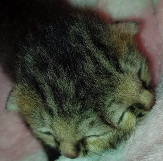 　　据英国《每日邮报》12月23日报道，南非一只名叫Bettie Bee的小猫出生仅11天就走红网络，因为它长了两张脸，有三只眼睛、两个鼻子和两张嘴。  　　据悉，这只小猫出生于12月12日，和它一起出生的还有另外两只正常的小猫。兽医最初建议放弃这只小猫，因为医生认为它能存活下来的概率很低。  　　小猫的匿名救助者在猫咪特殊护理中心有过丰富的护理经验，她说：Bettie Bee不仅独特，而且特别活跃，它似乎有很强的生存意志。”  　　救助者目前每两个半小时用管子给它喂食，她还称：“目前小猫的状况良好，和正常的猫咪没什么两样。”  　　小猫中间的眼睛很早就睁开了，但另外的两只眼睛现在还是闭着的。  　　Bettie Bee如今已经是十足的“网红”，它的Facebook页面已有数千名追随者。“双面”猫十分罕见，通常活不了多久，曾经有只名叫Frankenlouie的“双面”猫活到了15岁，Bettie Bee的救助者希望它也能如此。  　　文章来自：国际在线