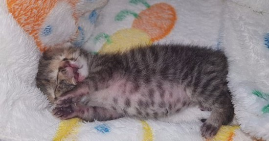 　　据英国《每日邮报》12月23日报道，南非一只名叫Bettie Bee的小猫出生仅11天就走红网络，因为它长了两张脸，有三只眼睛、两个鼻子和两张嘴。  　　据悉，这只小猫出生于12月12日，和它一起出生的还有另外两只正常的小猫。兽医最初建议放弃这只小猫，因为医生认为它能存活下来的概率很低。  　　小猫的匿名救助者在猫咪特殊护理中心有过丰富的护理经验，她说：Bettie Bee不仅独特，而且特别活跃，它似乎有很强的生存意志。”  　　救助者目前每两个半小时用管子给它喂食，她还称：“目前小猫的状况良好，和正常的猫咪没什么两样。”  　　小猫中间的眼睛很早就睁开了，但另外的两只眼睛现在还是闭着的。  　　Bettie Bee如今已经是十足的“网红”，它的Facebook页面已有数千名追随者。“双面”猫十分罕见，通常活不了多久，曾经有只名叫Frankenlouie的“双面”猫活到了15岁，Bettie Bee的救助者希望它也能如此。  　　文章来自：国际在线