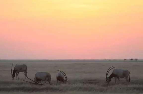 　　我们给轮胎放了点气，好让它们在喀拉哈里沙漠中缓慢前行，带我们去寻找那一群群在稀树草原上迁徙的野生动物。我们是一群来自澳大利亚的生态学家，眼下正怀着热望眺望地平线，搜索飞扬的烟尘或是升起的动物身影。然而我们惊讶地发现，非洲南部的这些广袤平原居然大部分地区空空如也。我们来之前想象的是一群群热闹的野生动物，现在见到的却是一道道纵横交错的围栏，将大地分割成了小小的区块。  　　在今年四、五月份到达此地度假之前，我们根本没有想到非洲的标志性迁徙正在消亡。这片大陆上曾经有十四种大型哺乳动物成群地移动，但是当研究者在2008年开始第一次清点时，其中的5种已经停下了脚步。至于仍在迁徙的那些，大多也正处于危险的境地，而元凶之一就是我们一次次见到的围栏。我的几位同事已经警告过这些围栏会造成重大且影响深远的灾难，但并未在国际上引起多少重视。  　　    　　博茨瓦纳的围栏。图片来源：http://africa-spectacular.com  　　被围栏堵住出路的野生动物  　　远距离迁徙的壮观和英勇在自然界中是少有的，而这类迁徙多数都在非洲。过去1000万年里，有蹄类动物始终在和稀树草原一同演化。它们之所以能生生不息，都多亏了一个杰出的特征：机动性。绿色植被随季节变化，数百万计的角马、大羚羊、黑斑羚、赤羚、狷羚、跳羚和许多其他动物也追随它们而迁徙。非洲有两个地区的植被尤其肥沃，它们是东部的塞伦盖蒂-马拉草原和南部的喀拉哈里沙漠，后者主要在博茨瓦纳境内，也正是我们眼下站立的地方。在这两个地区，角马都是关键种，若没有它们，狮子、猎豹和野狗之类的猎食动物都无法生存。  　　我们在一路上见到了各种围栏，有简单的铁丝畜栏，也有高2米、分两层、中间留出10米或更大空档、好让大型哺乳动物通过的围栏。“在这里广泛分布的围栏已经使地貌发生了显著变化，它们彻底截断了一些动物的迁徙路线，甚至把几个物种逼到了灭绝的边缘。”美国鱼类及野生动物管理局的米歇尔·加德(Michelle Gadd)说道。从2007年至2012年，她对围栏对非洲南部野生动物的影响开展了详尽评估。“那时关于这个问题的报告只有30来份，其中公开的更是寥寥无几，因为东道国政府不喜欢。”她说。  　　在博茨瓦纳竖立长长围栏是较晚发生的事，第一道是1958年在库克地区竖起的。当时博茨瓦纳还是英国的保护国。英国人认为这地方只合养牛，于是建起围栏将它们与野生动物隔离，免得它们被传染口蹄疫之类的疾病。到今天，围栏已经沿喀拉哈里中部野生动物保护区的北界延绵数百千米，彻底封死了通向奥卡万戈三角洲的水源之路。  　　    　　博茨瓦纳以野生动物的远距离迁徙而闻名，但这些迁徙路线正被人工围栏截断。动物因此无法到达水源地。图片来源：newscientist  　　博茨瓦纳在1966年独立之后，欧共体特许其牛肉进入欧洲市场，条件是它竖立更多围栏，确保口蹄疫从牧场中绝迹。于是20世纪70、80年代，博茨瓦纳竖起了数十万千米围栏，不仅将牧区划分成17块，也斩断了动物的迁徙路线。今天，博茨瓦纳的国境线长度不到4300千米，国内却有5000多千米的围栏为畜牧业服务。  　　这里要说明一点：围栏确有它的好处，它能阻止偷猎和非法资源开采，并预防人与野生动物的冲突。但加德表示，在竖起这些围栏之前，它们对生态和经济的影响并未得到评估。“它们常常会直入那些根本没有牲畜的地区。”她说这些围栏服务的是政治目的，而非生态学目的。她在调查中只发现了一份影响评估，其中对几处围栏提出了搬迁和拆除建议，但它基本没有得到重视。  　　在博茨瓦纳和非洲其他地区，围栏已经成为了旱季的一大祸害，因为它们的阻挠，数十万动物无法离开喀拉哈里沙漠寻找水源。动物在旱季死亡并非罕见现象，但在竖起围栏之后，死亡的动物达到了令人震惊的数目。加德在之前的几份报告中发掘出了围栏沿线的死亡数字：角马尸体30万具，狷羚尸体1万具，斑马尸体6万具――这些还只是零星几份报告得出的结论，精确的数字我们永远不可能知道了。  　　北方的坦桑尼亚，每年都有数千名游客聚集到塞伦盖蒂大草原，观赏那里标志性的角马迁徙——这已经是一项价值12亿美元的产业了。而就在不久之前，博茨瓦纳也是类似活动的东道国。“1980年代的那次严重干旱导致角马大规模迁出喀拉哈里沙漠，那或许也是它们的最后一次迁徙了。”当时在喀拉哈里研究羚羊迁徙的道格·威廉姆森(Doug Williamson)说道。他也是博茨瓦纳最后一次角马迁徙的目击者——不知道这算不算是一份殊荣。  　　他说：“当时有超过25万只动物到北方的奥卡万戈去寻找水源，结果却发现往常的道路都堵死了。”围栏将角马导向了东方的季节性湖泊沙乌湖(Lake Xau)，当时那里还没装围栏，但湖水已经让家畜喝干了。“结果就是大批动物死亡，”威廉姆森说，“迁徙就此终止。”喀拉哈里的角马据说一度数量庞大，能与塞伦盖蒂的百万之众匹敌，但是到1987年，它们却只剩下了区区260头。迁徙活动永久停止。  　　    　　非洲的白尾角马，已经停止迁徙。图片来源： wildlifepartners.com  　　回到澳大利亚，一篇标题令人心寒的新研究论文正等待着我们：《畜栏预示大马拉地区的独特生态系统快速崩溃》(Fencing bodes a rapid collapse of the unique Greater Mara ecosystem)。丹麦奥胡斯大学的梅特·洛夫斯哈尔(Mette Løvschal)领导一组研究者考察了大马拉地区(Greater Mara)从1985年至2016年间的卫星图像——那是塞伦盖蒂马拉北部从坦桑尼亚一直延伸到肯尼亚的区域。洛夫斯哈尔表示，大马拉地区的迁徙代表了一股独一无二、无法取代的非洲传统，但现在它已经成了一曲绝唱。  　　千百年来，曾有各路野生动物和半游牧民族在此地游荡，追随降雨的变化而迁徙。然而从1977年开始，这里的野生动物数量却急剧下降，肯尼亚境内平均下降了七成，包括大马拉地区在内。与此同时，这片区域的家畜数目则增加了76%。在肯尼亚的牧区内，野生动物现在只占到全部动物数量的10%了。人口的快速增长、耕地的私有化和多坐少动的生活方式一道催生了一种标志性物品：围栏。  　　洛夫斯哈尔的卫星研究揭示了围栏如何逐渐扩张：最初是北部的几簇，然后渐渐蔓延，最后一直扩展到了靠近坦桑尼亚边界的稀树大草原。研究团队发现，围栏建设的速度在2014年急剧上升，因为那一年人口急速增长，政府也改变了土地政策，鼓励定居和土地私有。  　　“由此造成的土地退化可能会在短短几年之内引起大马拉地区的崩溃。”洛夫斯哈尔说道。远距离迁徙支撑的不仅是迁徙的物种。像斑马、羚羊和跳羚这样的迁徙食草动物，也通过吃下不同的植被和追随阵雨而塑造了大草原的结构。它们还是大型猫科动物、鬣狗和野狗的食物。洛夫斯哈尔和她的同事警告说，没有了这张食物网，没有了这种迁徙行为，整个体系就会崩塌，并摧毁一个野生动物在肯尼亚最后的堡垒。目前看来，向北迁徙的一部分角马种群的数量已呈现灾难式减少，而研究显示，北部正是围栏最密集的地区。  　　洛夫斯哈尔是一位考古学家，非洲目前的情况使他想起了公元前第一个千年中期发生在欧洲北部的变化，当时的北欧也有数千公顷布满野生动物的土地被快速圈占，并分割成了“凯尔特田野”(Celtic Fields)精耕细作。“我担心的是围栏一旦(在非洲大地上)竖起，就不会被移除。它们就像今天依然可见的凯尔特田野，将使非洲的地貌状态发生长期改变。”  　　    　　非洲的弯角剑羚，已经停止迁徙。图片来源：mongabay.com  　　狩猎旅行的胜利  　　与没有围栏的地方  　　有什么能阻止大马拉地区也遭此劫难呢?我们或许可以从马拉北部保护区得到启发，那里的改革为依靠社区的自然资源管理树立了典范。  　　2009年，在经过几十年的土地分割和退化之后，800位牧场主和私营旅游部门达成了一纸协议，他们同意出租土地，换取游客在这里狩猎旅行和露营缴纳的费用。类似的模式在纳米比亚也取得了成功，那里的自然保护区已经覆盖了全国16%的领土，公认为野生动物的恢复贡献了一份力量。  　　2008年，美国自然历史博物馆的格兰特·哈里斯(Grant Harris)第一次对全世界迁徙规模在数百到数千的大型陆地哺乳动物做了统计，发现其中有24种分布在非洲、北美洲和亚欧大陆。“这说起来真是惊人：这个星球上有如此大规模的长距离动物迁徙，我们却知道得这么少。”他说。  　　悲哀的是，有一件事却是我们知道的，那就是哪些动物已经消失了。在哈里斯认定的这24个物种中，斑驴已经灭绝，还有五种也在他调查时已经停止了迁徙。至于原因，哈里斯指出有两种方法可以破坏大规模迁徙。第一种是过度捕猎，直接把动物杀光。“而第二种就是不让它们接触食物或水，比如用围栏把它们挡住。”  　　    　　非洲的斑驴，曾经迁徙，已经灭绝。这个斑驴标本身边，是同样灭绝的旅鸽。图片来源：维基百科  　　早年间，穿越南非卡鲁地区的跳羚就曾在狩猎和畜栏的围剿下伤亡惨重——那是南非国内最大规模的迁徙，参与的动物可能达到数百万头。1897年，最后一大群跳羚被逼到了一小片没有出路的稀树草原，并在那里遭到捕杀，它们的种群数降到了最低，已经无法再聚拢足够的个体继续迁徙了。  　　    　　非洲的跳羚，已经停止迁徙。图片来源：photopixsa.co.za  　　这个故事里还有一个讽刺的转折。研究者珍妮芙·韦弗(Genevieve Weaver)指出：“非洲南部的围栏或许根本无法预防口蹄疫。”四年前，她和纽约“生态健康联盟”的几名同事详细调查了全球范围的野生动物口蹄疫情，最后得出了一个令人警醒的结论：除了非洲水牛之外，这种疫病并不会在野生动物中流行。也不是说野生动物就不会感染，会还是会，但它们并非储存宿主(reservoirs)。家畜倒大部分都是的。韦弗说：“过去的几次口蹄疫爆发都被归咎于非洲水牛，其实疫情可能都是携带病毒的家养牛群引起的。”她还补充说，人类和家畜的迁移至今是口蹄疫爆发的重要原因。  　　而且，控制口蹄疫也不是只有围栏这一种方法。还有一些别的政策可以利用，比如基于商品的交易政策，它们要求农民通过检验、接种疫苗和肉类加工的标准方法来使生产活动符合规范。做到这些的人就能打入国际牛肉市场，就算他们生活的国家和地区并未完全消灭口蹄疫也没关系。这个方法在世界上最大的牛肉出口国印度已经奏效。  　　此外，竖立围栏还有经济和社会成本。  　　纳米比亚大学的罗曼·格林贝格(Roman Grynberg)指出：“在非洲，过去几百年间一直有口蹄疫之类的疾病，但人们向来是养牛的。”但在今天，能从这项产业中获利的却只有极少数人脉丰富的牧场主了，而他们中的一些自己就是高层决策者。“实际上，设计不佳的围栏非但不能保证畜牧业的长远发展，还会危害另一个规模大得多的产业——野生动物旅游业。”据美国农业部在2015年整理的一组数字，旅游业在博茨瓦纳的GDP中占比16%。而畜牧业只占到2.5%。  　　    　　竖立围栏是为了预防牛群染病，但是它们也阻断了野生动物前往水源地的道路。图片来源: Mint images  　　那么，那些没有任何围栏或者拆除了围栏的地区又怎么样呢?我们可以从博茨瓦纳国内的斑马活动中一窥究竟。  　　2007年，研究者给其中几头斑马带上了无线电项圈，追踪它们在奥卡万戈三角洲的活动。令他们惊讶的是，这些斑马完全离开了三角洲，它们向东南方向行进100千米，绕过围栏隔离的牧场，跑到了马卡迪卡迪盐沼边缘那些富含矿物质的草地上。这段旅途来回将近600千米，是在博茨瓦纳记录到的最远的一次迁徙。  　　2004年，一道自1968年起就阻断这条路线的围栏被拆除了。研究者曾经认为，这些寿命只有约15年的斑马无法重拾祖辈的迁徙路线。然而2007年的一项研究却证明，斑马们具有遗传天赋，只要围栏拆除，就能找到旧路。  　　这项研究还展示了我们对那些迁徙是多么的无知，虽然正被步步进逼的围栏截断出路，它们却仍是这个星球上的标志性事件。直到最近几年，我们才对斑马的迁徙距离有了一些了解。2007年之后，又有一项新的研究显示斑马走出了另一条更长的路线，这也是整个非洲最长的一条迁徙路。  　　2012年9月，世界自然基金会的研究者罗宾·奈杜(Robin Naidoo)和同事在纳米比亚的萨拉巴拉自然保护区给八头成年母驴戴上了项圈。萨拉巴拉保护区位于边境，再往南一些就是博茨瓦纳。到2013年1月初，这里的动物已经全部迁入博茨瓦纳境内的恩克塞盐沼，迁徙过程在2012年12月的两周之内完成。  　　奈杜说：“这里的居民都知道斑马会在雨季离开萨拉巴拉自然保护区，博茨瓦纳的同行也知道恩克塞盐沼在雨季会有斑马出现。然而此前没有人知道它们是同一群斑马。”这两个地点间的直线往返距离为500千米，略短于2007年发现的600千米的斑马迁徙路线。但是按实际迁徙距离计算，奈杜追踪的这群斑马总共行进了955千米，是非洲已知的最长迁徙路线——至少目前来说。  　　在饱受战争摧残的南苏丹，人类还发现了另一场不为人知的大规模迁徙。2014年，研究者发现有100万只曾被认为在战争中灭绝的白耳赤羚(white-eared kob)依然活着，而且非常健康。2017年，由非洲公园网络的帕布罗·沙皮拉(Pablo Schapira)领导的一支埃塞俄比亚团队给63只赤羚戴上了项圈，并发现其中的一只行进了825千米，这大致可以代表几个大型兽群迁徙的距离。  　　南苏丹没有围栏。现在还没有。  　　文章来自：果壳网