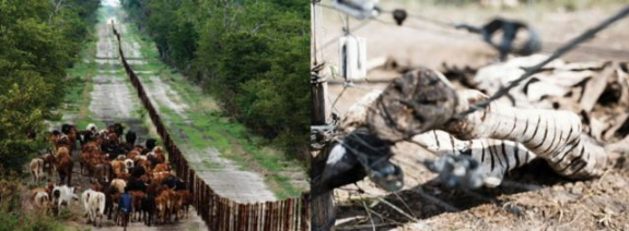 　　我们给轮胎放了点气，好让它们在喀拉哈里沙漠中缓慢前行，带我们去寻找那一群群在稀树草原上迁徙的野生动物。我们是一群来自澳大利亚的生态学家，眼下正怀着热望眺望地平线，搜索飞扬的烟尘或是升起的动物身影。然而我们惊讶地发现，非洲南部的这些广袤平原居然大部分地区空空如也。我们来之前想象的是一群群热闹的野生动物，现在见到的却是一道道纵横交错的围栏，将大地分割成了小小的区块。  　　在今年四、五月份到达此地度假之前，我们根本没有想到非洲的标志性迁徙正在消亡。这片大陆上曾经有十四种大型哺乳动物成群地移动，但是当研究者在2008年开始第一次清点时，其中的5种已经停下了脚步。至于仍在迁徙的那些，大多也正处于危险的境地，而元凶之一就是我们一次次见到的围栏。我的几位同事已经警告过这些围栏会造成重大且影响深远的灾难，但并未在国际上引起多少重视。  　　    　　博茨瓦纳的围栏。图片来源：http://africa-spectacular.com  　　被围栏堵住出路的野生动物  　　远距离迁徙的壮观和英勇在自然界中是少有的，而这类迁徙多数都在非洲。过去1000万年里，有蹄类动物始终在和稀树草原一同演化。它们之所以能生生不息，都多亏了一个杰出的特征：机动性。绿色植被随季节变化，数百万计的角马、大羚羊、黑斑羚、赤羚、狷羚、跳羚和许多其他动物也追随它们而迁徙。非洲有两个地区的植被尤其肥沃，它们是东部的塞伦盖蒂-马拉草原和南部的喀拉哈里沙漠，后者主要在博茨瓦纳境内，也正是我们眼下站立的地方。在这两个地区，角马都是关键种，若没有它们，狮子、猎豹和野狗之类的猎食动物都无法生存。  　　我们在一路上见到了各种围栏，有简单的铁丝畜栏，也有高2米、分两层、中间留出10米或更大空档、好让大型哺乳动物通过的围栏。“在这里广泛分布的围栏已经使地貌发生了显著变化，它们彻底截断了一些动物的迁徙路线，甚至把几个物种逼到了灭绝的边缘。”美国鱼类及野生动物管理局的米歇尔·加德(Michelle Gadd)说道。从2007年至2012年，她对围栏对非洲南部野生动物的影响开展了详尽评估。“那时关于这个问题的报告只有30来份，其中公开的更是寥寥无几，因为东道国政府不喜欢。”她说。  　　在博茨瓦纳竖立长长围栏是较晚发生的事，第一道是1958年在库克地区竖起的。当时博茨瓦纳还是英国的保护国。英国人认为这地方只合养牛，于是建起围栏将它们与野生动物隔离，免得它们被传染口蹄疫之类的疾病。到今天，围栏已经沿喀拉哈里中部野生动物保护区的北界延绵数百千米，彻底封死了通向奥卡万戈三角洲的水源之路。  　　    　　博茨瓦纳以野生动物的远距离迁徙而闻名，但这些迁徙路线正被人工围栏截断。动物因此无法到达水源地。图片来源：newscientist  　　博茨瓦纳在1966年独立之后，欧共体特许其牛肉进入欧洲市场，条件是它竖立更多围栏，确保口蹄疫从牧场中绝迹。于是20世纪70、80年代，博茨瓦纳竖起了数十万千米围栏，不仅将牧区划分成17块，也斩断了动物的迁徙路线。今天，博茨瓦纳的国境线长度不到4300千米，国内却有5000多千米的围栏为畜牧业服务。  　　这里要说明一点：围栏确有它的好处，它能阻止偷猎和非法资源开采，并预防人与野生动物的冲突。但加德表示，在竖起这些围栏之前，它们对生态和经济的影响并未得到评估。“它们常常会直入那些根本没有牲畜的地区。”她说这些围栏服务的是政治目的，而非生态学目的。她在调查中只发现了一份影响评估，其中对几处围栏提出了搬迁和拆除建议，但它基本没有得到重视。  　　在博茨瓦纳和非洲其他地区，围栏已经成为了旱季的一大祸害，因为它们的阻挠，数十万动物无法离开喀拉哈里沙漠寻找水源。动物在旱季死亡并非罕见现象，但在竖起围栏之后，死亡的动物达到了令人震惊的数目。加德在之前的几份报告中发掘出了围栏沿线的死亡数字：角马尸体30万具，狷羚尸体1万具，斑马尸体6万具――这些还只是零星几份报告得出的结论，精确的数字我们永远不可能知道了。  　　北方的坦桑尼亚，每年都有数千名游客聚集到塞伦盖蒂大草原，观赏那里标志性的角马迁徙——这已经是一项价值12亿美元的产业了。而就在不久之前，博茨瓦纳也是类似活动的东道国。“1980年代的那次严重干旱导致角马大规模迁出喀拉哈里沙漠，那或许也是它们的最后一次迁徙了。”当时在喀拉哈里研究羚羊迁徙的道格·威廉姆森(Doug Williamson)说道。他也是博茨瓦纳最后一次角马迁徙的目击者——不知道这算不算是一份殊荣。  　　他说：“当时有超过25万只动物到北方的奥卡万戈去寻找水源，结果却发现往常的道路都堵死了。”围栏将角马导向了东方的季节性湖泊沙乌湖(Lake Xau)，当时那里还没装围栏，但湖水已经让家畜喝干了。“结果就是大批动物死亡，”威廉姆森说，“迁徙就此终止。”喀拉哈里的角马据说一度数量庞大，能与塞伦盖蒂的百万之众匹敌，但是到1987年，它们却只剩下了区区260头。迁徙活动永久停止。  　　    　　非洲的白尾角马，已经停止迁徙。图片来源： wildlifepartners.com  　　回到澳大利亚，一篇标题令人心寒的新研究论文正等待着我们：《畜栏预示大马拉地区的独特生态系统快速崩溃》(Fencing bodes a rapid collapse of the unique Greater Mara ecosystem)。丹麦奥胡斯大学的梅特·洛夫斯哈尔(Mette Løvschal)领导一组研究者考察了大马拉地区(Greater Mara)从1985年至2016年间的卫星图像——那是塞伦盖蒂马拉北部从坦桑尼亚一直延伸到肯尼亚的区域。洛夫斯哈尔表示，大马拉地区的迁徙代表了一股独一无二、无法取代的非洲传统，但现在它已经成了一曲绝唱。  　　千百年来，曾有各路野生动物和半游牧民族在此地游荡，追随降雨的变化而迁徙。然而从1977年开始，这里的野生动物数量却急剧下降，肯尼亚境内平均下降了七成，包括大马拉地区在内。与此同时，这片区域的家畜数目则增加了76%。在肯尼亚的牧区内，野生动物现在只占到全部动物数量的10%了。人口的快速增长、耕地的私有化和多坐少动的生活方式一道催生了一种标志性物品：围栏。  　　洛夫斯哈尔的卫星研究揭示了围栏如何逐渐扩张：最初是北部的几簇，然后渐渐蔓延，最后一直扩展到了靠近坦桑尼亚边界的稀树大草原。研究团队发现，围栏建设的速度在2014年急剧上升，因为那一年人口急速增长，政府也改变了土地政策，鼓励定居和土地私有。  　　“由此造成的土地退化可能会在短短几年之内引起大马拉地区的崩溃。”洛夫斯哈尔说道。远距离迁徙支撑的不仅是迁徙的物种。像斑马、羚羊和跳羚这样的迁徙食草动物，也通过吃下不同的植被和追随阵雨而塑造了大草原的结构。它们还是大型猫科动物、鬣狗和野狗的食物。洛夫斯哈尔和她的同事警告说，没有了这张食物网，没有了这种迁徙行为，整个体系就会崩塌，并摧毁一个野生动物在肯尼亚最后的堡垒。目前看来，向北迁徙的一部分角马种群的数量已呈现灾难式减少，而研究显示，北部正是围栏最密集的地区。  　　洛夫斯哈尔是一位考古学家，非洲目前的情况使他想起了公元前第一个千年中期发生在欧洲北部的变化，当时的北欧也有数千公顷布满野生动物的土地被快速圈占，并分割成了“凯尔特田野”(Celtic Fields)精耕细作。“我担心的是围栏一旦(在非洲大地上)竖起，就不会被移除。它们就像今天依然可见的凯尔特田野，将使非洲的地貌状态发生长期改变。”  　　    　　非洲的弯角剑羚，已经停止迁徙。图片来源：mongabay.com  　　狩猎旅行的胜利  　　与没有围栏的地方  　　有什么能阻止大马拉地区也遭此劫难呢?我们或许可以从马拉北部保护区得到启发，那里的改革为依靠社区的自然资源管理树立了典范。  　　2009年，在经过几十年的土地分割和退化之后，800位牧场主和私营旅游部门达成了一纸协议，他们同意出租土地，换取游客在这里狩猎旅行和露营缴纳的费用。类似的模式在纳米比亚也取得了成功，那里的自然保护区已经覆盖了全国16%的领土，公认为野生动物的恢复贡献了一份力量。  　　2008年，美国自然历史博物馆的格兰特·哈里斯(Grant Harris)第一次对全世界迁徙规模在数百到数千的大型陆地哺乳动物做了统计，发现其中有24种分布在非洲、北美洲和亚欧大陆。“这说起来真是惊人：这个星球上有如此大规模的长距离动物迁徙，我们却知道得这么少。”他说。  　　悲哀的是，有一件事却是我们知道的，那就是哪些动物已经消失了。在哈里斯认定的这24个物种中，斑驴已经灭绝，还有五种也在他调查时已经停止了迁徙。至于原因，哈里斯指出有两种方法可以破坏大规模迁徙。第一种是过度捕猎，直接把动物杀光。“而第二种就是不让它们接触食物或水，比如用围栏把它们挡住。”  　　    　　非洲的斑驴，曾经迁徙，已经灭绝。这个斑驴标本身边，是同样灭绝的旅鸽。图片来源：维基百科  　　早年间，穿越南非卡鲁地区的跳羚就曾在狩猎和畜栏的围剿下伤亡惨重——那是南非国内最大规模的迁徙，参与的动物可能达到数百万头。1897年，最后一大群跳羚被逼到了一小片没有出路的稀树草原，并在那里遭到捕杀，它们的种群数降到了最低，已经无法再聚拢足够的个体继续迁徙了。  　　    　　非洲的跳羚，已经停止迁徙。图片来源：photopixsa.co.za  　　这个故事里还有一个讽刺的转折。研究者珍妮芙·韦弗(Genevieve Weaver)指出：“非洲南部的围栏或许根本无法预防口蹄疫。”四年前，她和纽约“生态健康联盟”的几名同事详细调查了全球范围的野生动物口蹄疫情，最后得出了一个令人警醒的结论：除了非洲水牛之外，这种疫病并不会在野生动物中流行。也不是说野生动物就不会感染，会还是会，但它们并非储存宿主(reservoirs)。家畜倒大部分都是的。韦弗说：“过去的几次口蹄疫爆发都被归咎于非洲水牛，其实疫情可能都是携带病毒的家养牛群引起的。”她还补充说，人类和家畜的迁移至今是口蹄疫爆发的重要原因。  　　而且，控制口蹄疫也不是只有围栏这一种方法。还有一些别的政策可以利用，比如基于商品的交易政策，它们要求农民通过检验、接种疫苗和肉类加工的标准方法来使生产活动符合规范。做到这些的人就能打入国际牛肉市场，就算他们生活的国家和地区并未完全消灭口蹄疫也没关系。这个方法在世界上最大的牛肉出口国印度已经奏效。  　　此外，竖立围栏还有经济和社会成本。  　　纳米比亚大学的罗曼·格林贝格(Roman Grynberg)指出：“在非洲，过去几百年间一直有口蹄疫之类的疾病，但人们向来是养牛的。”但在今天，能从这项产业中获利的却只有极少数人脉丰富的牧场主了，而他们中的一些自己就是高层决策者。“实际上，设计不佳的围栏非但不能保证畜牧业的长远发展，还会危害另一个规模大得多的产业——野生动物旅游业。”据美国农业部在2015年整理的一组数字，旅游业在博茨瓦纳的GDP中占比16%。而畜牧业只占到2.5%。  　　    　　竖立围栏是为了预防牛群染病，但是它们也阻断了野生动物前往水源地的道路。图片来源: Mint images  　　那么，那些没有任何围栏或者拆除了围栏的地区又怎么样呢?我们可以从博茨瓦纳国内的斑马活动中一窥究竟。  　　2007年，研究者给其中几头斑马带上了无线电项圈，追踪它们在奥卡万戈三角洲的活动。令他们惊讶的是，这些斑马完全离开了三角洲，它们向东南方向行进100千米，绕过围栏隔离的牧场，跑到了马卡迪卡迪盐沼边缘那些富含矿物质的草地上。这段旅途来回将近600千米，是在博茨瓦纳记录到的最远的一次迁徙。  　　2004年，一道自1968年起就阻断这条路线的围栏被拆除了。研究者曾经认为，这些寿命只有约15年的斑马无法重拾祖辈的迁徙路线。然而2007年的一项研究却证明，斑马们具有遗传天赋，只要围栏拆除，就能找到旧路。  　　这项研究还展示了我们对那些迁徙是多么的无知，虽然正被步步进逼的围栏截断出路，它们却仍是这个星球上的标志性事件。直到最近几年，我们才对斑马的迁徙距离有了一些了解。2007年之后，又有一项新的研究显示斑马走出了另一条更长的路线，这也是整个非洲最长的一条迁徙路。  　　2012年9月，世界自然基金会的研究者罗宾·奈杜(Robin Naidoo)和同事在纳米比亚的萨拉巴拉自然保护区给八头成年母驴戴上了项圈。萨拉巴拉保护区位于边境，再往南一些就是博茨瓦纳。到2013年1月初，这里的动物已经全部迁入博茨瓦纳境内的恩克塞盐沼，迁徙过程在2012年12月的两周之内完成。  　　奈杜说：“这里的居民都知道斑马会在雨季离开萨拉巴拉自然保护区，博茨瓦纳的同行也知道恩克塞盐沼在雨季会有斑马出现。然而此前没有人知道它们是同一群斑马。”这两个地点间的直线往返距离为500千米，略短于2007年发现的600千米的斑马迁徙路线。但是按实际迁徙距离计算，奈杜追踪的这群斑马总共行进了955千米，是非洲已知的最长迁徙路线——至少目前来说。  　　在饱受战争摧残的南苏丹，人类还发现了另一场不为人知的大规模迁徙。2014年，研究者发现有100万只曾被认为在战争中灭绝的白耳赤羚(white-eared kob)依然活着，而且非常健康。2017年，由非洲公园网络的帕布罗·沙皮拉(Pablo Schapira)领导的一支埃塞俄比亚团队给63只赤羚戴上了项圈，并发现其中的一只行进了825千米，这大致可以代表几个大型兽群迁徙的距离。  　　南苏丹没有围栏。现在还没有。  　　文章来自：果壳网