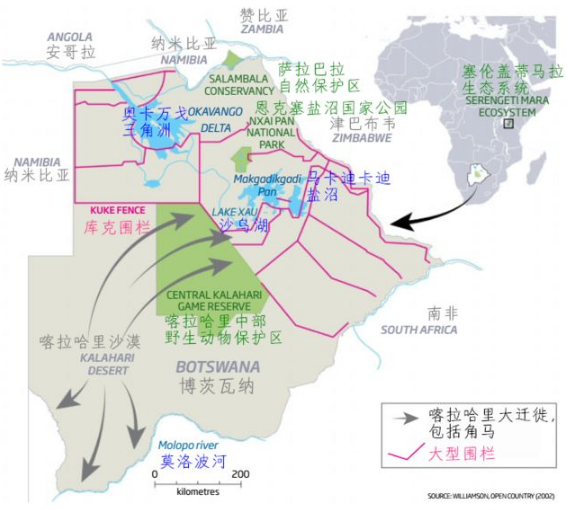 　　我们给轮胎放了点气，好让它们在喀拉哈里沙漠中缓慢前行，带我们去寻找那一群群在稀树草原上迁徙的野生动物。我们是一群来自澳大利亚的生态学家，眼下正怀着热望眺望地平线，搜索飞扬的烟尘或是升起的动物身影。然而我们惊讶地发现，非洲南部的这些广袤平原居然大部分地区空空如也。我们来之前想象的是一群群热闹的野生动物，现在见到的却是一道道纵横交错的围栏，将大地分割成了小小的区块。  　　在今年四、五月份到达此地度假之前，我们根本没有想到非洲的标志性迁徙正在消亡。这片大陆上曾经有十四种大型哺乳动物成群地移动，但是当研究者在2008年开始第一次清点时，其中的5种已经停下了脚步。至于仍在迁徙的那些，大多也正处于危险的境地，而元凶之一就是我们一次次见到的围栏。我的几位同事已经警告过这些围栏会造成重大且影响深远的灾难，但并未在国际上引起多少重视。  　　    　　博茨瓦纳的围栏。图片来源：http://africa-spectacular.com  　　被围栏堵住出路的野生动物  　　远距离迁徙的壮观和英勇在自然界中是少有的，而这类迁徙多数都在非洲。过去1000万年里，有蹄类动物始终在和稀树草原一同演化。它们之所以能生生不息，都多亏了一个杰出的特征：机动性。绿色植被随季节变化，数百万计的角马、大羚羊、黑斑羚、赤羚、狷羚、跳羚和许多其他动物也追随它们而迁徙。非洲有两个地区的植被尤其肥沃，它们是东部的塞伦盖蒂-马拉草原和南部的喀拉哈里沙漠，后者主要在博茨瓦纳境内，也正是我们眼下站立的地方。在这两个地区，角马都是关键种，若没有它们，狮子、猎豹和野狗之类的猎食动物都无法生存。  　　我们在一路上见到了各种围栏，有简单的铁丝畜栏，也有高2米、分两层、中间留出10米或更大空档、好让大型哺乳动物通过的围栏。“在这里广泛分布的围栏已经使地貌发生了显著变化，它们彻底截断了一些动物的迁徙路线，甚至把几个物种逼到了灭绝的边缘。”美国鱼类及野生动物管理局的米歇尔·加德(Michelle Gadd)说道。从2007年至2012年，她对围栏对非洲南部野生动物的影响开展了详尽评估。“那时关于这个问题的报告只有30来份，其中公开的更是寥寥无几，因为东道国政府不喜欢。”她说。  　　在博茨瓦纳竖立长长围栏是较晚发生的事，第一道是1958年在库克地区竖起的。当时博茨瓦纳还是英国的保护国。英国人认为这地方只合养牛，于是建起围栏将它们与野生动物隔离，免得它们被传染口蹄疫之类的疾病。到今天，围栏已经沿喀拉哈里中部野生动物保护区的北界延绵数百千米，彻底封死了通向奥卡万戈三角洲的水源之路。  　　    　　博茨瓦纳以野生动物的远距离迁徙而闻名，但这些迁徙路线正被人工围栏截断。动物因此无法到达水源地。图片来源：newscientist  　　博茨瓦纳在1966年独立之后，欧共体特许其牛肉进入欧洲市场，条件是它竖立更多围栏，确保口蹄疫从牧场中绝迹。于是20世纪70、80年代，博茨瓦纳竖起了数十万千米围栏，不仅将牧区划分成17块，也斩断了动物的迁徙路线。今天，博茨瓦纳的国境线长度不到4300千米，国内却有5000多千米的围栏为畜牧业服务。  　　这里要说明一点：围栏确有它的好处，它能阻止偷猎和非法资源开采，并预防人与野生动物的冲突。但加德表示，在竖起这些围栏之前，它们对生态和经济的影响并未得到评估。“它们常常会直入那些根本没有牲畜的地区。”她说这些围栏服务的是政治目的，而非生态学目的。她在调查中只发现了一份影响评估，其中对几处围栏提出了搬迁和拆除建议，但它基本没有得到重视。  　　在博茨瓦纳和非洲其他地区，围栏已经成为了旱季的一大祸害，因为它们的阻挠，数十万动物无法离开喀拉哈里沙漠寻找水源。动物在旱季死亡并非罕见现象，但在竖起围栏之后，死亡的动物达到了令人震惊的数目。加德在之前的几份报告中发掘出了围栏沿线的死亡数字：角马尸体30万具，狷羚尸体1万具，斑马尸体6万具――这些还只是零星几份报告得出的结论，精确的数字我们永远不可能知道了。  　　北方的坦桑尼亚，每年都有数千名游客聚集到塞伦盖蒂大草原，观赏那里标志性的角马迁徙——这已经是一项价值12亿美元的产业了。而就在不久之前，博茨瓦纳也是类似活动的东道国。“1980年代的那次严重干旱导致角马大规模迁出喀拉哈里沙漠，那或许也是它们的最后一次迁徙了。”当时在喀拉哈里研究羚羊迁徙的道格·威廉姆森(Doug Williamson)说道。他也是博茨瓦纳最后一次角马迁徙的目击者——不知道这算不算是一份殊荣。  　　他说：“当时有超过25万只动物到北方的奥卡万戈去寻找水源，结果却发现往常的道路都堵死了。”围栏将角马导向了东方的季节性湖泊沙乌湖(Lake Xau)，当时那里还没装围栏，但湖水已经让家畜喝干了。“结果就是大批动物死亡，”威廉姆森说，“迁徙就此终止。”喀拉哈里的角马据说一度数量庞大，能与塞伦盖蒂的百万之众匹敌，但是到1987年，它们却只剩下了区区260头。迁徙活动永久停止。  　　    　　非洲的白尾角马，已经停止迁徙。图片来源： wildlifepartners.com  　　回到澳大利亚，一篇标题令人心寒的新研究论文正等待着我们：《畜栏预示大马拉地区的独特生态系统快速崩溃》(Fencing bodes a rapid collapse of the unique Greater Mara ecosystem)。丹麦奥胡斯大学的梅特·洛夫斯哈尔(Mette Løvschal)领导一组研究者考察了大马拉地区(Greater Mara)从1985年至2016年间的卫星图像——那是塞伦盖蒂马拉北部从坦桑尼亚一直延伸到肯尼亚的区域。洛夫斯哈尔表示，大马拉地区的迁徙代表了一股独一无二、无法取代的非洲传统，但现在它已经成了一曲绝唱。  　　千百年来，曾有各路野生动物和半游牧民族在此地游荡，追随降雨的变化而迁徙。然而从1977年开始，这里的野生动物数量却急剧下降，肯尼亚境内平均下降了七成，包括大马拉地区在内。与此同时，这片区域的家畜数目则增加了76%。在肯尼亚的牧区内，野生动物现在只占到全部动物数量的10%了。人口的快速增长、耕地的私有化和多坐少动的生活方式一道催生了一种标志性物品：围栏。  　　洛夫斯哈尔的卫星研究揭示了围栏如何逐渐扩张：最初是北部的几簇，然后渐渐蔓延，最后一直扩展到了靠近坦桑尼亚边界的稀树大草原。研究团队发现，围栏建设的速度在2014年急剧上升，因为那一年人口急速增长，政府也改变了土地政策，鼓励定居和土地私有。  　　“由此造成的土地退化可能会在短短几年之内引起大马拉地区的崩溃。”洛夫斯哈尔说道。远距离迁徙支撑的不仅是迁徙的物种。像斑马、羚羊和跳羚这样的迁徙食草动物，也通过吃下不同的植被和追随阵雨而塑造了大草原的结构。它们还是大型猫科动物、鬣狗和野狗的食物。洛夫斯哈尔和她的同事警告说，没有了这张食物网，没有了这种迁徙行为，整个体系就会崩塌，并摧毁一个野生动物在肯尼亚最后的堡垒。目前看来，向北迁徙的一部分角马种群的数量已呈现灾难式减少，而研究显示，北部正是围栏最密集的地区。  　　洛夫斯哈尔是一位考古学家，非洲目前的情况使他想起了公元前第一个千年中期发生在欧洲北部的变化，当时的北欧也有数千公顷布满野生动物的土地被快速圈占，并分割成了“凯尔特田野”(Celtic Fields)精耕细作。“我担心的是围栏一旦(在非洲大地上)竖起，就不会被移除。它们就像今天依然可见的凯尔特田野，将使非洲的地貌状态发生长期改变。”  　　    　　非洲的弯角剑羚，已经停止迁徙。图片来源：mongabay.com  　　狩猎旅行的胜利  　　与没有围栏的地方  　　有什么能阻止大马拉地区也遭此劫难呢?我们或许可以从马拉北部保护区得到启发，那里的改革为依靠社区的自然资源管理树立了典范。  　　2009年，在经过几十年的土地分割和退化之后，800位牧场主和私营旅游部门达成了一纸协议，他们同意出租土地，换取游客在这里狩猎旅行和露营缴纳的费用。类似的模式在纳米比亚也取得了成功，那里的自然保护区已经覆盖了全国16%的领土，公认为野生动物的恢复贡献了一份力量。  　　2008年，美国自然历史博物馆的格兰特·哈里斯(Grant Harris)第一次对全世界迁徙规模在数百到数千的大型陆地哺乳动物做了统计，发现其中有24种分布在非洲、北美洲和亚欧大陆。“这说起来真是惊人：这个星球上有如此大规模的长距离动物迁徙，我们却知道得这么少。”他说。  　　悲哀的是，有一件事却是我们知道的，那就是哪些动物已经消失了。在哈里斯认定的这24个物种中，斑驴已经灭绝，还有五种也在他调查时已经停止了迁徙。至于原因，哈里斯指出有两种方法可以破坏大规模迁徙。第一种是过度捕猎，直接把动物杀光。“而第二种就是不让它们接触食物或水，比如用围栏把它们挡住。”  　　    　　非洲的斑驴，曾经迁徙，已经灭绝。这个斑驴标本身边，是同样灭绝的旅鸽。图片来源：维基百科  　　早年间，穿越南非卡鲁地区的跳羚就曾在狩猎和畜栏的围剿下伤亡惨重——那是南非国内最大规模的迁徙，参与的动物可能达到数百万头。1897年，最后一大群跳羚被逼到了一小片没有出路的稀树草原，并在那里遭到捕杀，它们的种群数降到了最低，已经无法再聚拢足够的个体继续迁徙了。  　　    　　非洲的跳羚，已经停止迁徙。图片来源：photopixsa.co.za  　　这个故事里还有一个讽刺的转折。研究者珍妮芙·韦弗(Genevieve Weaver)指出：“非洲南部的围栏或许根本无法预防口蹄疫。”四年前，她和纽约“生态健康联盟”的几名同事详细调查了全球范围的野生动物口蹄疫情，最后得出了一个令人警醒的结论：除了非洲水牛之外，这种疫病并不会在野生动物中流行。也不是说野生动物就不会感染，会还是会，但它们并非储存宿主(reservoirs)。家畜倒大部分都是的。韦弗说：“过去的几次口蹄疫爆发都被归咎于非洲水牛，其实疫情可能都是携带病毒的家养牛群引起的。”她还补充说，人类和家畜的迁移至今是口蹄疫爆发的重要原因。  　　而且，控制口蹄疫也不是只有围栏这一种方法。还有一些别的政策可以利用，比如基于商品的交易政策，它们要求农民通过检验、接种疫苗和肉类加工的标准方法来使生产活动符合规范。做到这些的人就能打入国际牛肉市场，就算他们生活的国家和地区并未完全消灭口蹄疫也没关系。这个方法在世界上最大的牛肉出口国印度已经奏效。  　　此外，竖立围栏还有经济和社会成本。  　　纳米比亚大学的罗曼·格林贝格(Roman Grynberg)指出：“在非洲，过去几百年间一直有口蹄疫之类的疾病，但人们向来是养牛的。”但在今天，能从这项产业中获利的却只有极少数人脉丰富的牧场主了，而他们中的一些自己就是高层决策者。“实际上，设计不佳的围栏非但不能保证畜牧业的长远发展，还会危害另一个规模大得多的产业——野生动物旅游业。”据美国农业部在2015年整理的一组数字，旅游业在博茨瓦纳的GDP中占比16%。而畜牧业只占到2.5%。  　　    　　竖立围栏是为了预防牛群染病，但是它们也阻断了野生动物前往水源地的道路。图片来源: Mint images  　　那么，那些没有任何围栏或者拆除了围栏的地区又怎么样呢?我们可以从博茨瓦纳国内的斑马活动中一窥究竟。  　　2007年，研究者给其中几头斑马带上了无线电项圈，追踪它们在奥卡万戈三角洲的活动。令他们惊讶的是，这些斑马完全离开了三角洲，它们向东南方向行进100千米，绕过围栏隔离的牧场，跑到了马卡迪卡迪盐沼边缘那些富含矿物质的草地上。这段旅途来回将近600千米，是在博茨瓦纳记录到的最远的一次迁徙。  　　2004年，一道自1968年起就阻断这条路线的围栏被拆除了。研究者曾经认为，这些寿命只有约15年的斑马无法重拾祖辈的迁徙路线。然而2007年的一项研究却证明，斑马们具有遗传天赋，只要围栏拆除，就能找到旧路。  　　这项研究还展示了我们对那些迁徙是多么的无知，虽然正被步步进逼的围栏截断出路，它们却仍是这个星球上的标志性事件。直到最近几年，我们才对斑马的迁徙距离有了一些了解。2007年之后，又有一项新的研究显示斑马走出了另一条更长的路线，这也是整个非洲最长的一条迁徙路。  　　2012年9月，世界自然基金会的研究者罗宾·奈杜(Robin Naidoo)和同事在纳米比亚的萨拉巴拉自然保护区给八头成年母驴戴上了项圈。萨拉巴拉保护区位于边境，再往南一些就是博茨瓦纳。到2013年1月初，这里的动物已经全部迁入博茨瓦纳境内的恩克塞盐沼，迁徙过程在2012年12月的两周之内完成。  　　奈杜说：“这里的居民都知道斑马会在雨季离开萨拉巴拉自然保护区，博茨瓦纳的同行也知道恩克塞盐沼在雨季会有斑马出现。然而此前没有人知道它们是同一群斑马。”这两个地点间的直线往返距离为500千米，略短于2007年发现的600千米的斑马迁徙路线。但是按实际迁徙距离计算，奈杜追踪的这群斑马总共行进了955千米，是非洲已知的最长迁徙路线——至少目前来说。  　　在饱受战争摧残的南苏丹，人类还发现了另一场不为人知的大规模迁徙。2014年，研究者发现有100万只曾被认为在战争中灭绝的白耳赤羚(white-eared kob)依然活着，而且非常健康。2017年，由非洲公园网络的帕布罗·沙皮拉(Pablo Schapira)领导的一支埃塞俄比亚团队给63只赤羚戴上了项圈，并发现其中的一只行进了825千米，这大致可以代表几个大型兽群迁徙的距离。  　　南苏丹没有围栏。现在还没有。  　　文章来自：果壳网