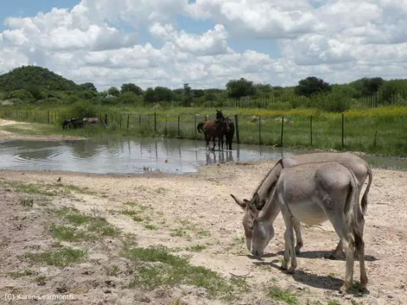 　　我们给轮胎放了点气，好让它们在喀拉哈里沙漠中缓慢前行，带我们去寻找那一群群在稀树草原上迁徙的野生动物。我们是一群来自澳大利亚的生态学家，眼下正怀着热望眺望地平线，搜索飞扬的烟尘或是升起的动物身影。然而我们惊讶地发现，非洲南部的这些广袤平原居然大部分地区空空如也。我们来之前想象的是一群群热闹的野生动物，现在见到的却是一道道纵横交错的围栏，将大地分割成了小小的区块。  　　在今年四、五月份到达此地度假之前，我们根本没有想到非洲的标志性迁徙正在消亡。这片大陆上曾经有十四种大型哺乳动物成群地移动，但是当研究者在2008年开始第一次清点时，其中的5种已经停下了脚步。至于仍在迁徙的那些，大多也正处于危险的境地，而元凶之一就是我们一次次见到的围栏。我的几位同事已经警告过这些围栏会造成重大且影响深远的灾难，但并未在国际上引起多少重视。  　　    　　博茨瓦纳的围栏。图片来源：http://africa-spectacular.com  　　被围栏堵住出路的野生动物  　　远距离迁徙的壮观和英勇在自然界中是少有的，而这类迁徙多数都在非洲。过去1000万年里，有蹄类动物始终在和稀树草原一同演化。它们之所以能生生不息，都多亏了一个杰出的特征：机动性。绿色植被随季节变化，数百万计的角马、大羚羊、黑斑羚、赤羚、狷羚、跳羚和许多其他动物也追随它们而迁徙。非洲有两个地区的植被尤其肥沃，它们是东部的塞伦盖蒂-马拉草原和南部的喀拉哈里沙漠，后者主要在博茨瓦纳境内，也正是我们眼下站立的地方。在这两个地区，角马都是关键种，若没有它们，狮子、猎豹和野狗之类的猎食动物都无法生存。  　　我们在一路上见到了各种围栏，有简单的铁丝畜栏，也有高2米、分两层、中间留出10米或更大空档、好让大型哺乳动物通过的围栏。“在这里广泛分布的围栏已经使地貌发生了显著变化，它们彻底截断了一些动物的迁徙路线，甚至把几个物种逼到了灭绝的边缘。”美国鱼类及野生动物管理局的米歇尔·加德(Michelle Gadd)说道。从2007年至2012年，她对围栏对非洲南部野生动物的影响开展了详尽评估。“那时关于这个问题的报告只有30来份，其中公开的更是寥寥无几，因为东道国政府不喜欢。”她说。  　　在博茨瓦纳竖立长长围栏是较晚发生的事，第一道是1958年在库克地区竖起的。当时博茨瓦纳还是英国的保护国。英国人认为这地方只合养牛，于是建起围栏将它们与野生动物隔离，免得它们被传染口蹄疫之类的疾病。到今天，围栏已经沿喀拉哈里中部野生动物保护区的北界延绵数百千米，彻底封死了通向奥卡万戈三角洲的水源之路。  　　    　　博茨瓦纳以野生动物的远距离迁徙而闻名，但这些迁徙路线正被人工围栏截断。动物因此无法到达水源地。图片来源：newscientist  　　博茨瓦纳在1966年独立之后，欧共体特许其牛肉进入欧洲市场，条件是它竖立更多围栏，确保口蹄疫从牧场中绝迹。于是20世纪70、80年代，博茨瓦纳竖起了数十万千米围栏，不仅将牧区划分成17块，也斩断了动物的迁徙路线。今天，博茨瓦纳的国境线长度不到4300千米，国内却有5000多千米的围栏为畜牧业服务。  　　这里要说明一点：围栏确有它的好处，它能阻止偷猎和非法资源开采，并预防人与野生动物的冲突。但加德表示，在竖起这些围栏之前，它们对生态和经济的影响并未得到评估。“它们常常会直入那些根本没有牲畜的地区。”她说这些围栏服务的是政治目的，而非生态学目的。她在调查中只发现了一份影响评估，其中对几处围栏提出了搬迁和拆除建议，但它基本没有得到重视。  　　在博茨瓦纳和非洲其他地区，围栏已经成为了旱季的一大祸害，因为它们的阻挠，数十万动物无法离开喀拉哈里沙漠寻找水源。动物在旱季死亡并非罕见现象，但在竖起围栏之后，死亡的动物达到了令人震惊的数目。加德在之前的几份报告中发掘出了围栏沿线的死亡数字：角马尸体30万具，狷羚尸体1万具，斑马尸体6万具――这些还只是零星几份报告得出的结论，精确的数字我们永远不可能知道了。  　　北方的坦桑尼亚，每年都有数千名游客聚集到塞伦盖蒂大草原，观赏那里标志性的角马迁徙——这已经是一项价值12亿美元的产业了。而就在不久之前，博茨瓦纳也是类似活动的东道国。“1980年代的那次严重干旱导致角马大规模迁出喀拉哈里沙漠，那或许也是它们的最后一次迁徙了。”当时在喀拉哈里研究羚羊迁徙的道格·威廉姆森(Doug Williamson)说道。他也是博茨瓦纳最后一次角马迁徙的目击者——不知道这算不算是一份殊荣。  　　他说：“当时有超过25万只动物到北方的奥卡万戈去寻找水源，结果却发现往常的道路都堵死了。”围栏将角马导向了东方的季节性湖泊沙乌湖(Lake Xau)，当时那里还没装围栏，但湖水已经让家畜喝干了。“结果就是大批动物死亡，”威廉姆森说，“迁徙就此终止。”喀拉哈里的角马据说一度数量庞大，能与塞伦盖蒂的百万之众匹敌，但是到1987年，它们却只剩下了区区260头。迁徙活动永久停止。  　　    　　非洲的白尾角马，已经停止迁徙。图片来源： wildlifepartners.com  　　回到澳大利亚，一篇标题令人心寒的新研究论文正等待着我们：《畜栏预示大马拉地区的独特生态系统快速崩溃》(Fencing bodes a rapid collapse of the unique Greater Mara ecosystem)。丹麦奥胡斯大学的梅特·洛夫斯哈尔(Mette Løvschal)领导一组研究者考察了大马拉地区(Greater Mara)从1985年至2016年间的卫星图像——那是塞伦盖蒂马拉北部从坦桑尼亚一直延伸到肯尼亚的区域。洛夫斯哈尔表示，大马拉地区的迁徙代表了一股独一无二、无法取代的非洲传统，但现在它已经成了一曲绝唱。  　　千百年来，曾有各路野生动物和半游牧民族在此地游荡，追随降雨的变化而迁徙。然而从1977年开始，这里的野生动物数量却急剧下降，肯尼亚境内平均下降了七成，包括大马拉地区在内。与此同时，这片区域的家畜数目则增加了76%。在肯尼亚的牧区内，野生动物现在只占到全部动物数量的10%了。人口的快速增长、耕地的私有化和多坐少动的生活方式一道催生了一种标志性物品：围栏。  　　洛夫斯哈尔的卫星研究揭示了围栏如何逐渐扩张：最初是北部的几簇，然后渐渐蔓延，最后一直扩展到了靠近坦桑尼亚边界的稀树大草原。研究团队发现，围栏建设的速度在2014年急剧上升，因为那一年人口急速增长，政府也改变了土地政策，鼓励定居和土地私有。  　　“由此造成的土地退化可能会在短短几年之内引起大马拉地区的崩溃。”洛夫斯哈尔说道。远距离迁徙支撑的不仅是迁徙的物种。像斑马、羚羊和跳羚这样的迁徙食草动物，也通过吃下不同的植被和追随阵雨而塑造了大草原的结构。它们还是大型猫科动物、鬣狗和野狗的食物。洛夫斯哈尔和她的同事警告说，没有了这张食物网，没有了这种迁徙行为，整个体系就会崩塌，并摧毁一个野生动物在肯尼亚最后的堡垒。目前看来，向北迁徙的一部分角马种群的数量已呈现灾难式减少，而研究显示，北部正是围栏最密集的地区。  　　洛夫斯哈尔是一位考古学家，非洲目前的情况使他想起了公元前第一个千年中期发生在欧洲北部的变化，当时的北欧也有数千公顷布满野生动物的土地被快速圈占，并分割成了“凯尔特田野”(Celtic Fields)精耕细作。“我担心的是围栏一旦(在非洲大地上)竖起，就不会被移除。它们就像今天依然可见的凯尔特田野，将使非洲的地貌状态发生长期改变。”  　　    　　非洲的弯角剑羚，已经停止迁徙。图片来源：mongabay.com  　　狩猎旅行的胜利  　　与没有围栏的地方  　　有什么能阻止大马拉地区也遭此劫难呢?我们或许可以从马拉北部保护区得到启发，那里的改革为依靠社区的自然资源管理树立了典范。  　　2009年，在经过几十年的土地分割和退化之后，800位牧场主和私营旅游部门达成了一纸协议，他们同意出租土地，换取游客在这里狩猎旅行和露营缴纳的费用。类似的模式在纳米比亚也取得了成功，那里的自然保护区已经覆盖了全国16%的领土，公认为野生动物的恢复贡献了一份力量。  　　2008年，美国自然历史博物馆的格兰特·哈里斯(Grant Harris)第一次对全世界迁徙规模在数百到数千的大型陆地哺乳动物做了统计，发现其中有24种分布在非洲、北美洲和亚欧大陆。“这说起来真是惊人：这个星球上有如此大规模的长距离动物迁徙，我们却知道得这么少。”他说。  　　悲哀的是，有一件事却是我们知道的，那就是哪些动物已经消失了。在哈里斯认定的这24个物种中，斑驴已经灭绝，还有五种也在他调查时已经停止了迁徙。至于原因，哈里斯指出有两种方法可以破坏大规模迁徙。第一种是过度捕猎，直接把动物杀光。“而第二种就是不让它们接触食物或水，比如用围栏把它们挡住。”  　　    　　非洲的斑驴，曾经迁徙，已经灭绝。这个斑驴标本身边，是同样灭绝的旅鸽。图片来源：维基百科  　　早年间，穿越南非卡鲁地区的跳羚就曾在狩猎和畜栏的围剿下伤亡惨重——那是南非国内最大规模的迁徙，参与的动物可能达到数百万头。1897年，最后一大群跳羚被逼到了一小片没有出路的稀树草原，并在那里遭到捕杀，它们的种群数降到了最低，已经无法再聚拢足够的个体继续迁徙了。  　　    　　非洲的跳羚，已经停止迁徙。图片来源：photopixsa.co.za  　　这个故事里还有一个讽刺的转折。研究者珍妮芙·韦弗(Genevieve Weaver)指出：“非洲南部的围栏或许根本无法预防口蹄疫。”四年前，她和纽约“生态健康联盟”的几名同事详细调查了全球范围的野生动物口蹄疫情，最后得出了一个令人警醒的结论：除了非洲水牛之外，这种疫病并不会在野生动物中流行。也不是说野生动物就不会感染，会还是会，但它们并非储存宿主(reservoirs)。家畜倒大部分都是的。韦弗说：“过去的几次口蹄疫爆发都被归咎于非洲水牛，其实疫情可能都是携带病毒的家养牛群引起的。”她还补充说，人类和家畜的迁移至今是口蹄疫爆发的重要原因。  　　而且，控制口蹄疫也不是只有围栏这一种方法。还有一些别的政策可以利用，比如基于商品的交易政策，它们要求农民通过检验、接种疫苗和肉类加工的标准方法来使生产活动符合规范。做到这些的人就能打入国际牛肉市场，就算他们生活的国家和地区并未完全消灭口蹄疫也没关系。这个方法在世界上最大的牛肉出口国印度已经奏效。  　　此外，竖立围栏还有经济和社会成本。  　　纳米比亚大学的罗曼·格林贝格(Roman Grynberg)指出：“在非洲，过去几百年间一直有口蹄疫之类的疾病，但人们向来是养牛的。”但在今天，能从这项产业中获利的却只有极少数人脉丰富的牧场主了，而他们中的一些自己就是高层决策者。“实际上，设计不佳的围栏非但不能保证畜牧业的长远发展，还会危害另一个规模大得多的产业——野生动物旅游业。”据美国农业部在2015年整理的一组数字，旅游业在博茨瓦纳的GDP中占比16%。而畜牧业只占到2.5%。  　　    　　竖立围栏是为了预防牛群染病，但是它们也阻断了野生动物前往水源地的道路。图片来源: Mint images  　　那么，那些没有任何围栏或者拆除了围栏的地区又怎么样呢?我们可以从博茨瓦纳国内的斑马活动中一窥究竟。  　　2007年，研究者给其中几头斑马带上了无线电项圈，追踪它们在奥卡万戈三角洲的活动。令他们惊讶的是，这些斑马完全离开了三角洲，它们向东南方向行进100千米，绕过围栏隔离的牧场，跑到了马卡迪卡迪盐沼边缘那些富含矿物质的草地上。这段旅途来回将近600千米，是在博茨瓦纳记录到的最远的一次迁徙。  　　2004年，一道自1968年起就阻断这条路线的围栏被拆除了。研究者曾经认为，这些寿命只有约15年的斑马无法重拾祖辈的迁徙路线。然而2007年的一项研究却证明，斑马们具有遗传天赋，只要围栏拆除，就能找到旧路。  　　这项研究还展示了我们对那些迁徙是多么的无知，虽然正被步步进逼的围栏截断出路，它们却仍是这个星球上的标志性事件。直到最近几年，我们才对斑马的迁徙距离有了一些了解。2007年之后，又有一项新的研究显示斑马走出了另一条更长的路线，这也是整个非洲最长的一条迁徙路。  　　2012年9月，世界自然基金会的研究者罗宾·奈杜(Robin Naidoo)和同事在纳米比亚的萨拉巴拉自然保护区给八头成年母驴戴上了项圈。萨拉巴拉保护区位于边境，再往南一些就是博茨瓦纳。到2013年1月初，这里的动物已经全部迁入博茨瓦纳境内的恩克塞盐沼，迁徙过程在2012年12月的两周之内完成。  　　奈杜说：“这里的居民都知道斑马会在雨季离开萨拉巴拉自然保护区，博茨瓦纳的同行也知道恩克塞盐沼在雨季会有斑马出现。然而此前没有人知道它们是同一群斑马。”这两个地点间的直线往返距离为500千米，略短于2007年发现的600千米的斑马迁徙路线。但是按实际迁徙距离计算，奈杜追踪的这群斑马总共行进了955千米，是非洲已知的最长迁徙路线——至少目前来说。  　　在饱受战争摧残的南苏丹，人类还发现了另一场不为人知的大规模迁徙。2014年，研究者发现有100万只曾被认为在战争中灭绝的白耳赤羚(white-eared kob)依然活着，而且非常健康。2017年，由非洲公园网络的帕布罗·沙皮拉(Pablo Schapira)领导的一支埃塞俄比亚团队给63只赤羚戴上了项圈，并发现其中的一只行进了825千米，这大致可以代表几个大型兽群迁徙的距离。  　　南苏丹没有围栏。现在还没有。  　　文章来自：果壳网