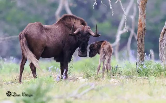 　　我们给轮胎放了点气，好让它们在喀拉哈里沙漠中缓慢前行，带我们去寻找那一群群在稀树草原上迁徙的野生动物。我们是一群来自澳大利亚的生态学家，眼下正怀着热望眺望地平线，搜索飞扬的烟尘或是升起的动物身影。然而我们惊讶地发现，非洲南部的这些广袤平原居然大部分地区空空如也。我们来之前想象的是一群群热闹的野生动物，现在见到的却是一道道纵横交错的围栏，将大地分割成了小小的区块。  　　在今年四、五月份到达此地度假之前，我们根本没有想到非洲的标志性迁徙正在消亡。这片大陆上曾经有十四种大型哺乳动物成群地移动，但是当研究者在2008年开始第一次清点时，其中的5种已经停下了脚步。至于仍在迁徙的那些，大多也正处于危险的境地，而元凶之一就是我们一次次见到的围栏。我的几位同事已经警告过这些围栏会造成重大且影响深远的灾难，但并未在国际上引起多少重视。  　　    　　博茨瓦纳的围栏。图片来源：http://africa-spectacular.com  　　被围栏堵住出路的野生动物  　　远距离迁徙的壮观和英勇在自然界中是少有的，而这类迁徙多数都在非洲。过去1000万年里，有蹄类动物始终在和稀树草原一同演化。它们之所以能生生不息，都多亏了一个杰出的特征：机动性。绿色植被随季节变化，数百万计的角马、大羚羊、黑斑羚、赤羚、狷羚、跳羚和许多其他动物也追随它们而迁徙。非洲有两个地区的植被尤其肥沃，它们是东部的塞伦盖蒂-马拉草原和南部的喀拉哈里沙漠，后者主要在博茨瓦纳境内，也正是我们眼下站立的地方。在这两个地区，角马都是关键种，若没有它们，狮子、猎豹和野狗之类的猎食动物都无法生存。  　　我们在一路上见到了各种围栏，有简单的铁丝畜栏，也有高2米、分两层、中间留出10米或更大空档、好让大型哺乳动物通过的围栏。“在这里广泛分布的围栏已经使地貌发生了显著变化，它们彻底截断了一些动物的迁徙路线，甚至把几个物种逼到了灭绝的边缘。”美国鱼类及野生动物管理局的米歇尔·加德(Michelle Gadd)说道。从2007年至2012年，她对围栏对非洲南部野生动物的影响开展了详尽评估。“那时关于这个问题的报告只有30来份，其中公开的更是寥寥无几，因为东道国政府不喜欢。”她说。  　　在博茨瓦纳竖立长长围栏是较晚发生的事，第一道是1958年在库克地区竖起的。当时博茨瓦纳还是英国的保护国。英国人认为这地方只合养牛，于是建起围栏将它们与野生动物隔离，免得它们被传染口蹄疫之类的疾病。到今天，围栏已经沿喀拉哈里中部野生动物保护区的北界延绵数百千米，彻底封死了通向奥卡万戈三角洲的水源之路。  　　    　　博茨瓦纳以野生动物的远距离迁徙而闻名，但这些迁徙路线正被人工围栏截断。动物因此无法到达水源地。图片来源：newscientist  　　博茨瓦纳在1966年独立之后，欧共体特许其牛肉进入欧洲市场，条件是它竖立更多围栏，确保口蹄疫从牧场中绝迹。于是20世纪70、80年代，博茨瓦纳竖起了数十万千米围栏，不仅将牧区划分成17块，也斩断了动物的迁徙路线。今天，博茨瓦纳的国境线长度不到4300千米，国内却有5000多千米的围栏为畜牧业服务。  　　这里要说明一点：围栏确有它的好处，它能阻止偷猎和非法资源开采，并预防人与野生动物的冲突。但加德表示，在竖起这些围栏之前，它们对生态和经济的影响并未得到评估。“它们常常会直入那些根本没有牲畜的地区。”她说这些围栏服务的是政治目的，而非生态学目的。她在调查中只发现了一份影响评估，其中对几处围栏提出了搬迁和拆除建议，但它基本没有得到重视。  　　在博茨瓦纳和非洲其他地区，围栏已经成为了旱季的一大祸害，因为它们的阻挠，数十万动物无法离开喀拉哈里沙漠寻找水源。动物在旱季死亡并非罕见现象，但在竖起围栏之后，死亡的动物达到了令人震惊的数目。加德在之前的几份报告中发掘出了围栏沿线的死亡数字：角马尸体30万具，狷羚尸体1万具，斑马尸体6万具――这些还只是零星几份报告得出的结论，精确的数字我们永远不可能知道了。  　　北方的坦桑尼亚，每年都有数千名游客聚集到塞伦盖蒂大草原，观赏那里标志性的角马迁徙——这已经是一项价值12亿美元的产业了。而就在不久之前，博茨瓦纳也是类似活动的东道国。“1980年代的那次严重干旱导致角马大规模迁出喀拉哈里沙漠，那或许也是它们的最后一次迁徙了。”当时在喀拉哈里研究羚羊迁徙的道格·威廉姆森(Doug Williamson)说道。他也是博茨瓦纳最后一次角马迁徙的目击者——不知道这算不算是一份殊荣。  　　他说：“当时有超过25万只动物到北方的奥卡万戈去寻找水源，结果却发现往常的道路都堵死了。”围栏将角马导向了东方的季节性湖泊沙乌湖(Lake Xau)，当时那里还没装围栏，但湖水已经让家畜喝干了。“结果就是大批动物死亡，”威廉姆森说，“迁徙就此终止。”喀拉哈里的角马据说一度数量庞大，能与塞伦盖蒂的百万之众匹敌，但是到1987年，它们却只剩下了区区260头。迁徙活动永久停止。  　　    　　非洲的白尾角马，已经停止迁徙。图片来源： wildlifepartners.com  　　回到澳大利亚，一篇标题令人心寒的新研究论文正等待着我们：《畜栏预示大马拉地区的独特生态系统快速崩溃》(Fencing bodes a rapid collapse of the unique Greater Mara ecosystem)。丹麦奥胡斯大学的梅特·洛夫斯哈尔(Mette Løvschal)领导一组研究者考察了大马拉地区(Greater Mara)从1985年至2016年间的卫星图像——那是塞伦盖蒂马拉北部从坦桑尼亚一直延伸到肯尼亚的区域。洛夫斯哈尔表示，大马拉地区的迁徙代表了一股独一无二、无法取代的非洲传统，但现在它已经成了一曲绝唱。  　　千百年来，曾有各路野生动物和半游牧民族在此地游荡，追随降雨的变化而迁徙。然而从1977年开始，这里的野生动物数量却急剧下降，肯尼亚境内平均下降了七成，包括大马拉地区在内。与此同时，这片区域的家畜数目则增加了76%。在肯尼亚的牧区内，野生动物现在只占到全部动物数量的10%了。人口的快速增长、耕地的私有化和多坐少动的生活方式一道催生了一种标志性物品：围栏。  　　洛夫斯哈尔的卫星研究揭示了围栏如何逐渐扩张：最初是北部的几簇，然后渐渐蔓延，最后一直扩展到了靠近坦桑尼亚边界的稀树大草原。研究团队发现，围栏建设的速度在2014年急剧上升，因为那一年人口急速增长，政府也改变了土地政策，鼓励定居和土地私有。  　　“由此造成的土地退化可能会在短短几年之内引起大马拉地区的崩溃。”洛夫斯哈尔说道。远距离迁徙支撑的不仅是迁徙的物种。像斑马、羚羊和跳羚这样的迁徙食草动物，也通过吃下不同的植被和追随阵雨而塑造了大草原的结构。它们还是大型猫科动物、鬣狗和野狗的食物。洛夫斯哈尔和她的同事警告说，没有了这张食物网，没有了这种迁徙行为，整个体系就会崩塌，并摧毁一个野生动物在肯尼亚最后的堡垒。目前看来，向北迁徙的一部分角马种群的数量已呈现灾难式减少，而研究显示，北部正是围栏最密集的地区。  　　洛夫斯哈尔是一位考古学家，非洲目前的情况使他想起了公元前第一个千年中期发生在欧洲北部的变化，当时的北欧也有数千公顷布满野生动物的土地被快速圈占，并分割成了“凯尔特田野”(Celtic Fields)精耕细作。“我担心的是围栏一旦(在非洲大地上)竖起，就不会被移除。它们就像今天依然可见的凯尔特田野，将使非洲的地貌状态发生长期改变。”  　　    　　非洲的弯角剑羚，已经停止迁徙。图片来源：mongabay.com  　　狩猎旅行的胜利  　　与没有围栏的地方  　　有什么能阻止大马拉地区也遭此劫难呢?我们或许可以从马拉北部保护区得到启发，那里的改革为依靠社区的自然资源管理树立了典范。  　　2009年，在经过几十年的土地分割和退化之后，800位牧场主和私营旅游部门达成了一纸协议，他们同意出租土地，换取游客在这里狩猎旅行和露营缴纳的费用。类似的模式在纳米比亚也取得了成功，那里的自然保护区已经覆盖了全国16%的领土，公认为野生动物的恢复贡献了一份力量。  　　2008年，美国自然历史博物馆的格兰特·哈里斯(Grant Harris)第一次对全世界迁徙规模在数百到数千的大型陆地哺乳动物做了统计，发现其中有24种分布在非洲、北美洲和亚欧大陆。“这说起来真是惊人：这个星球上有如此大规模的长距离动物迁徙，我们却知道得这么少。”他说。  　　悲哀的是，有一件事却是我们知道的，那就是哪些动物已经消失了。在哈里斯认定的这24个物种中，斑驴已经灭绝，还有五种也在他调查时已经停止了迁徙。至于原因，哈里斯指出有两种方法可以破坏大规模迁徙。第一种是过度捕猎，直接把动物杀光。“而第二种就是不让它们接触食物或水，比如用围栏把它们挡住。”  　　    　　非洲的斑驴，曾经迁徙，已经灭绝。这个斑驴标本身边，是同样灭绝的旅鸽。图片来源：维基百科  　　早年间，穿越南非卡鲁地区的跳羚就曾在狩猎和畜栏的围剿下伤亡惨重——那是南非国内最大规模的迁徙，参与的动物可能达到数百万头。1897年，最后一大群跳羚被逼到了一小片没有出路的稀树草原，并在那里遭到捕杀，它们的种群数降到了最低，已经无法再聚拢足够的个体继续迁徙了。  　　    　　非洲的跳羚，已经停止迁徙。图片来源：photopixsa.co.za  　　这个故事里还有一个讽刺的转折。研究者珍妮芙·韦弗(Genevieve Weaver)指出：“非洲南部的围栏或许根本无法预防口蹄疫。”四年前，她和纽约“生态健康联盟”的几名同事详细调查了全球范围的野生动物口蹄疫情，最后得出了一个令人警醒的结论：除了非洲水牛之外，这种疫病并不会在野生动物中流行。也不是说野生动物就不会感染，会还是会，但它们并非储存宿主(reservoirs)。家畜倒大部分都是的。韦弗说：“过去的几次口蹄疫爆发都被归咎于非洲水牛，其实疫情可能都是携带病毒的家养牛群引起的。”她还补充说，人类和家畜的迁移至今是口蹄疫爆发的重要原因。  　　而且，控制口蹄疫也不是只有围栏这一种方法。还有一些别的政策可以利用，比如基于商品的交易政策，它们要求农民通过检验、接种疫苗和肉类加工的标准方法来使生产活动符合规范。做到这些的人就能打入国际牛肉市场，就算他们生活的国家和地区并未完全消灭口蹄疫也没关系。这个方法在世界上最大的牛肉出口国印度已经奏效。  　　此外，竖立围栏还有经济和社会成本。  　　纳米比亚大学的罗曼·格林贝格(Roman Grynberg)指出：“在非洲，过去几百年间一直有口蹄疫之类的疾病，但人们向来是养牛的。”但在今天，能从这项产业中获利的却只有极少数人脉丰富的牧场主了，而他们中的一些自己就是高层决策者。“实际上，设计不佳的围栏非但不能保证畜牧业的长远发展，还会危害另一个规模大得多的产业——野生动物旅游业。”据美国农业部在2015年整理的一组数字，旅游业在博茨瓦纳的GDP中占比16%。而畜牧业只占到2.5%。  　　    　　竖立围栏是为了预防牛群染病，但是它们也阻断了野生动物前往水源地的道路。图片来源: Mint images  　　那么，那些没有任何围栏或者拆除了围栏的地区又怎么样呢?我们可以从博茨瓦纳国内的斑马活动中一窥究竟。  　　2007年，研究者给其中几头斑马带上了无线电项圈，追踪它们在奥卡万戈三角洲的活动。令他们惊讶的是，这些斑马完全离开了三角洲，它们向东南方向行进100千米，绕过围栏隔离的牧场，跑到了马卡迪卡迪盐沼边缘那些富含矿物质的草地上。这段旅途来回将近600千米，是在博茨瓦纳记录到的最远的一次迁徙。  　　2004年，一道自1968年起就阻断这条路线的围栏被拆除了。研究者曾经认为，这些寿命只有约15年的斑马无法重拾祖辈的迁徙路线。然而2007年的一项研究却证明，斑马们具有遗传天赋，只要围栏拆除，就能找到旧路。  　　这项研究还展示了我们对那些迁徙是多么的无知，虽然正被步步进逼的围栏截断出路，它们却仍是这个星球上的标志性事件。直到最近几年，我们才对斑马的迁徙距离有了一些了解。2007年之后，又有一项新的研究显示斑马走出了另一条更长的路线，这也是整个非洲最长的一条迁徙路。  　　2012年9月，世界自然基金会的研究者罗宾·奈杜(Robin Naidoo)和同事在纳米比亚的萨拉巴拉自然保护区给八头成年母驴戴上了项圈。萨拉巴拉保护区位于边境，再往南一些就是博茨瓦纳。到2013年1月初，这里的动物已经全部迁入博茨瓦纳境内的恩克塞盐沼，迁徙过程在2012年12月的两周之内完成。  　　奈杜说：“这里的居民都知道斑马会在雨季离开萨拉巴拉自然保护区，博茨瓦纳的同行也知道恩克塞盐沼在雨季会有斑马出现。然而此前没有人知道它们是同一群斑马。”这两个地点间的直线往返距离为500千米，略短于2007年发现的600千米的斑马迁徙路线。但是按实际迁徙距离计算，奈杜追踪的这群斑马总共行进了955千米，是非洲已知的最长迁徙路线——至少目前来说。  　　在饱受战争摧残的南苏丹，人类还发现了另一场不为人知的大规模迁徙。2014年，研究者发现有100万只曾被认为在战争中灭绝的白耳赤羚(white-eared kob)依然活着，而且非常健康。2017年，由非洲公园网络的帕布罗·沙皮拉(Pablo Schapira)领导的一支埃塞俄比亚团队给63只赤羚戴上了项圈，并发现其中的一只行进了825千米，这大致可以代表几个大型兽群迁徙的距离。  　　南苏丹没有围栏。现在还没有。  　　文章来自：果壳网