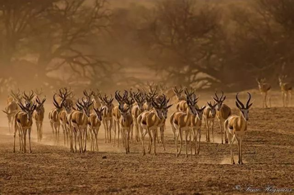 　　我们给轮胎放了点气，好让它们在喀拉哈里沙漠中缓慢前行，带我们去寻找那一群群在稀树草原上迁徙的野生动物。我们是一群来自澳大利亚的生态学家，眼下正怀着热望眺望地平线，搜索飞扬的烟尘或是升起的动物身影。然而我们惊讶地发现，非洲南部的这些广袤平原居然大部分地区空空如也。我们来之前想象的是一群群热闹的野生动物，现在见到的却是一道道纵横交错的围栏，将大地分割成了小小的区块。  　　在今年四、五月份到达此地度假之前，我们根本没有想到非洲的标志性迁徙正在消亡。这片大陆上曾经有十四种大型哺乳动物成群地移动，但是当研究者在2008年开始第一次清点时，其中的5种已经停下了脚步。至于仍在迁徙的那些，大多也正处于危险的境地，而元凶之一就是我们一次次见到的围栏。我的几位同事已经警告过这些围栏会造成重大且影响深远的灾难，但并未在国际上引起多少重视。  　　    　　博茨瓦纳的围栏。图片来源：http://africa-spectacular.com  　　被围栏堵住出路的野生动物  　　远距离迁徙的壮观和英勇在自然界中是少有的，而这类迁徙多数都在非洲。过去1000万年里，有蹄类动物始终在和稀树草原一同演化。它们之所以能生生不息，都多亏了一个杰出的特征：机动性。绿色植被随季节变化，数百万计的角马、大羚羊、黑斑羚、赤羚、狷羚、跳羚和许多其他动物也追随它们而迁徙。非洲有两个地区的植被尤其肥沃，它们是东部的塞伦盖蒂-马拉草原和南部的喀拉哈里沙漠，后者主要在博茨瓦纳境内，也正是我们眼下站立的地方。在这两个地区，角马都是关键种，若没有它们，狮子、猎豹和野狗之类的猎食动物都无法生存。  　　我们在一路上见到了各种围栏，有简单的铁丝畜栏，也有高2米、分两层、中间留出10米或更大空档、好让大型哺乳动物通过的围栏。“在这里广泛分布的围栏已经使地貌发生了显著变化，它们彻底截断了一些动物的迁徙路线，甚至把几个物种逼到了灭绝的边缘。”美国鱼类及野生动物管理局的米歇尔·加德(Michelle Gadd)说道。从2007年至2012年，她对围栏对非洲南部野生动物的影响开展了详尽评估。“那时关于这个问题的报告只有30来份，其中公开的更是寥寥无几，因为东道国政府不喜欢。”她说。  　　在博茨瓦纳竖立长长围栏是较晚发生的事，第一道是1958年在库克地区竖起的。当时博茨瓦纳还是英国的保护国。英国人认为这地方只合养牛，于是建起围栏将它们与野生动物隔离，免得它们被传染口蹄疫之类的疾病。到今天，围栏已经沿喀拉哈里中部野生动物保护区的北界延绵数百千米，彻底封死了通向奥卡万戈三角洲的水源之路。  　　    　　博茨瓦纳以野生动物的远距离迁徙而闻名，但这些迁徙路线正被人工围栏截断。动物因此无法到达水源地。图片来源：newscientist  　　博茨瓦纳在1966年独立之后，欧共体特许其牛肉进入欧洲市场，条件是它竖立更多围栏，确保口蹄疫从牧场中绝迹。于是20世纪70、80年代，博茨瓦纳竖起了数十万千米围栏，不仅将牧区划分成17块，也斩断了动物的迁徙路线。今天，博茨瓦纳的国境线长度不到4300千米，国内却有5000多千米的围栏为畜牧业服务。  　　这里要说明一点：围栏确有它的好处，它能阻止偷猎和非法资源开采，并预防人与野生动物的冲突。但加德表示，在竖起这些围栏之前，它们对生态和经济的影响并未得到评估。“它们常常会直入那些根本没有牲畜的地区。”她说这些围栏服务的是政治目的，而非生态学目的。她在调查中只发现了一份影响评估，其中对几处围栏提出了搬迁和拆除建议，但它基本没有得到重视。  　　在博茨瓦纳和非洲其他地区，围栏已经成为了旱季的一大祸害，因为它们的阻挠，数十万动物无法离开喀拉哈里沙漠寻找水源。动物在旱季死亡并非罕见现象，但在竖起围栏之后，死亡的动物达到了令人震惊的数目。加德在之前的几份报告中发掘出了围栏沿线的死亡数字：角马尸体30万具，狷羚尸体1万具，斑马尸体6万具――这些还只是零星几份报告得出的结论，精确的数字我们永远不可能知道了。  　　北方的坦桑尼亚，每年都有数千名游客聚集到塞伦盖蒂大草原，观赏那里标志性的角马迁徙——这已经是一项价值12亿美元的产业了。而就在不久之前，博茨瓦纳也是类似活动的东道国。“1980年代的那次严重干旱导致角马大规模迁出喀拉哈里沙漠，那或许也是它们的最后一次迁徙了。”当时在喀拉哈里研究羚羊迁徙的道格·威廉姆森(Doug Williamson)说道。他也是博茨瓦纳最后一次角马迁徙的目击者——不知道这算不算是一份殊荣。  　　他说：“当时有超过25万只动物到北方的奥卡万戈去寻找水源，结果却发现往常的道路都堵死了。”围栏将角马导向了东方的季节性湖泊沙乌湖(Lake Xau)，当时那里还没装围栏，但湖水已经让家畜喝干了。“结果就是大批动物死亡，”威廉姆森说，“迁徙就此终止。”喀拉哈里的角马据说一度数量庞大，能与塞伦盖蒂的百万之众匹敌，但是到1987年，它们却只剩下了区区260头。迁徙活动永久停止。  　　    　　非洲的白尾角马，已经停止迁徙。图片来源： wildlifepartners.com  　　回到澳大利亚，一篇标题令人心寒的新研究论文正等待着我们：《畜栏预示大马拉地区的独特生态系统快速崩溃》(Fencing bodes a rapid collapse of the unique Greater Mara ecosystem)。丹麦奥胡斯大学的梅特·洛夫斯哈尔(Mette Løvschal)领导一组研究者考察了大马拉地区(Greater Mara)从1985年至2016年间的卫星图像——那是塞伦盖蒂马拉北部从坦桑尼亚一直延伸到肯尼亚的区域。洛夫斯哈尔表示，大马拉地区的迁徙代表了一股独一无二、无法取代的非洲传统，但现在它已经成了一曲绝唱。  　　千百年来，曾有各路野生动物和半游牧民族在此地游荡，追随降雨的变化而迁徙。然而从1977年开始，这里的野生动物数量却急剧下降，肯尼亚境内平均下降了七成，包括大马拉地区在内。与此同时，这片区域的家畜数目则增加了76%。在肯尼亚的牧区内，野生动物现在只占到全部动物数量的10%了。人口的快速增长、耕地的私有化和多坐少动的生活方式一道催生了一种标志性物品：围栏。  　　洛夫斯哈尔的卫星研究揭示了围栏如何逐渐扩张：最初是北部的几簇，然后渐渐蔓延，最后一直扩展到了靠近坦桑尼亚边界的稀树大草原。研究团队发现，围栏建设的速度在2014年急剧上升，因为那一年人口急速增长，政府也改变了土地政策，鼓励定居和土地私有。  　　“由此造成的土地退化可能会在短短几年之内引起大马拉地区的崩溃。”洛夫斯哈尔说道。远距离迁徙支撑的不仅是迁徙的物种。像斑马、羚羊和跳羚这样的迁徙食草动物，也通过吃下不同的植被和追随阵雨而塑造了大草原的结构。它们还是大型猫科动物、鬣狗和野狗的食物。洛夫斯哈尔和她的同事警告说，没有了这张食物网，没有了这种迁徙行为，整个体系就会崩塌，并摧毁一个野生动物在肯尼亚最后的堡垒。目前看来，向北迁徙的一部分角马种群的数量已呈现灾难式减少，而研究显示，北部正是围栏最密集的地区。  　　洛夫斯哈尔是一位考古学家，非洲目前的情况使他想起了公元前第一个千年中期发生在欧洲北部的变化，当时的北欧也有数千公顷布满野生动物的土地被快速圈占，并分割成了“凯尔特田野”(Celtic Fields)精耕细作。“我担心的是围栏一旦(在非洲大地上)竖起，就不会被移除。它们就像今天依然可见的凯尔特田野，将使非洲的地貌状态发生长期改变。”  　　    　　非洲的弯角剑羚，已经停止迁徙。图片来源：mongabay.com  　　狩猎旅行的胜利  　　与没有围栏的地方  　　有什么能阻止大马拉地区也遭此劫难呢?我们或许可以从马拉北部保护区得到启发，那里的改革为依靠社区的自然资源管理树立了典范。  　　2009年，在经过几十年的土地分割和退化之后，800位牧场主和私营旅游部门达成了一纸协议，他们同意出租土地，换取游客在这里狩猎旅行和露营缴纳的费用。类似的模式在纳米比亚也取得了成功，那里的自然保护区已经覆盖了全国16%的领土，公认为野生动物的恢复贡献了一份力量。  　　2008年，美国自然历史博物馆的格兰特·哈里斯(Grant Harris)第一次对全世界迁徙规模在数百到数千的大型陆地哺乳动物做了统计，发现其中有24种分布在非洲、北美洲和亚欧大陆。“这说起来真是惊人：这个星球上有如此大规模的长距离动物迁徙，我们却知道得这么少。”他说。  　　悲哀的是，有一件事却是我们知道的，那就是哪些动物已经消失了。在哈里斯认定的这24个物种中，斑驴已经灭绝，还有五种也在他调查时已经停止了迁徙。至于原因，哈里斯指出有两种方法可以破坏大规模迁徙。第一种是过度捕猎，直接把动物杀光。“而第二种就是不让它们接触食物或水，比如用围栏把它们挡住。”  　　    　　非洲的斑驴，曾经迁徙，已经灭绝。这个斑驴标本身边，是同样灭绝的旅鸽。图片来源：维基百科  　　早年间，穿越南非卡鲁地区的跳羚就曾在狩猎和畜栏的围剿下伤亡惨重——那是南非国内最大规模的迁徙，参与的动物可能达到数百万头。1897年，最后一大群跳羚被逼到了一小片没有出路的稀树草原，并在那里遭到捕杀，它们的种群数降到了最低，已经无法再聚拢足够的个体继续迁徙了。  　　    　　非洲的跳羚，已经停止迁徙。图片来源：photopixsa.co.za  　　这个故事里还有一个讽刺的转折。研究者珍妮芙·韦弗(Genevieve Weaver)指出：“非洲南部的围栏或许根本无法预防口蹄疫。”四年前，她和纽约“生态健康联盟”的几名同事详细调查了全球范围的野生动物口蹄疫情，最后得出了一个令人警醒的结论：除了非洲水牛之外，这种疫病并不会在野生动物中流行。也不是说野生动物就不会感染，会还是会，但它们并非储存宿主(reservoirs)。家畜倒大部分都是的。韦弗说：“过去的几次口蹄疫爆发都被归咎于非洲水牛，其实疫情可能都是携带病毒的家养牛群引起的。”她还补充说，人类和家畜的迁移至今是口蹄疫爆发的重要原因。  　　而且，控制口蹄疫也不是只有围栏这一种方法。还有一些别的政策可以利用，比如基于商品的交易政策，它们要求农民通过检验、接种疫苗和肉类加工的标准方法来使生产活动符合规范。做到这些的人就能打入国际牛肉市场，就算他们生活的国家和地区并未完全消灭口蹄疫也没关系。这个方法在世界上最大的牛肉出口国印度已经奏效。  　　此外，竖立围栏还有经济和社会成本。  　　纳米比亚大学的罗曼·格林贝格(Roman Grynberg)指出：“在非洲，过去几百年间一直有口蹄疫之类的疾病，但人们向来是养牛的。”但在今天，能从这项产业中获利的却只有极少数人脉丰富的牧场主了，而他们中的一些自己就是高层决策者。“实际上，设计不佳的围栏非但不能保证畜牧业的长远发展，还会危害另一个规模大得多的产业——野生动物旅游业。”据美国农业部在2015年整理的一组数字，旅游业在博茨瓦纳的GDP中占比16%。而畜牧业只占到2.5%。  　　    　　竖立围栏是为了预防牛群染病，但是它们也阻断了野生动物前往水源地的道路。图片来源: Mint images  　　那么，那些没有任何围栏或者拆除了围栏的地区又怎么样呢?我们可以从博茨瓦纳国内的斑马活动中一窥究竟。  　　2007年，研究者给其中几头斑马带上了无线电项圈，追踪它们在奥卡万戈三角洲的活动。令他们惊讶的是，这些斑马完全离开了三角洲，它们向东南方向行进100千米，绕过围栏隔离的牧场，跑到了马卡迪卡迪盐沼边缘那些富含矿物质的草地上。这段旅途来回将近600千米，是在博茨瓦纳记录到的最远的一次迁徙。  　　2004年，一道自1968年起就阻断这条路线的围栏被拆除了。研究者曾经认为，这些寿命只有约15年的斑马无法重拾祖辈的迁徙路线。然而2007年的一项研究却证明，斑马们具有遗传天赋，只要围栏拆除，就能找到旧路。  　　这项研究还展示了我们对那些迁徙是多么的无知，虽然正被步步进逼的围栏截断出路，它们却仍是这个星球上的标志性事件。直到最近几年，我们才对斑马的迁徙距离有了一些了解。2007年之后，又有一项新的研究显示斑马走出了另一条更长的路线，这也是整个非洲最长的一条迁徙路。  　　2012年9月，世界自然基金会的研究者罗宾·奈杜(Robin Naidoo)和同事在纳米比亚的萨拉巴拉自然保护区给八头成年母驴戴上了项圈。萨拉巴拉保护区位于边境，再往南一些就是博茨瓦纳。到2013年1月初，这里的动物已经全部迁入博茨瓦纳境内的恩克塞盐沼，迁徙过程在2012年12月的两周之内完成。  　　奈杜说：“这里的居民都知道斑马会在雨季离开萨拉巴拉自然保护区，博茨瓦纳的同行也知道恩克塞盐沼在雨季会有斑马出现。然而此前没有人知道它们是同一群斑马。”这两个地点间的直线往返距离为500千米，略短于2007年发现的600千米的斑马迁徙路线。但是按实际迁徙距离计算，奈杜追踪的这群斑马总共行进了955千米，是非洲已知的最长迁徙路线——至少目前来说。  　　在饱受战争摧残的南苏丹，人类还发现了另一场不为人知的大规模迁徙。2014年，研究者发现有100万只曾被认为在战争中灭绝的白耳赤羚(white-eared kob)依然活着，而且非常健康。2017年，由非洲公园网络的帕布罗·沙皮拉(Pablo Schapira)领导的一支埃塞俄比亚团队给63只赤羚戴上了项圈，并发现其中的一只行进了825千米，这大致可以代表几个大型兽群迁徙的距离。  　　南苏丹没有围栏。现在还没有。  　　文章来自：果壳网