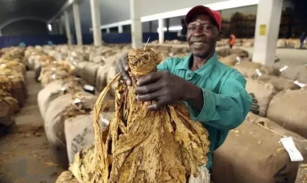 　　津巴布韦素有“烟草帝国”之称，拥有百年的烟草种植历史。如今，烟草作为津巴布韦响当当的区域公用品牌，为其带来了可观的经济效益与巨大的社会效益，每年中国国内各大烟草公司都要组织来此考察、交流。自2017年3月15日进入销售季以来，津巴布韦依靠烟草收入达4.7亿美元。  　　    　　因而，烟草业被认为是津巴布韦农业的“脊骨”。通过分析津巴布韦打造烟叶的品牌战略，对于我国打造区域公用品牌更具有借鉴意义。  　　烟草生长的天然沃土，世界的“黄金烟田”  　　“接近完美”，说到津巴布韦的烟草产品，英国广播公司曾经做出过这样的评论。  　　津巴布韦属于热带草原气候，当地日照充足，气温较高且昼夜温差很大，年降水量达600到800毫米，且近60%集中于烟草生长季，是最适宜优质烟叶生长的天气;不仅如此，该国的沙质土壤通透性好、酸碱度适宜，非常有利于烟草生长和烟叶品质的形成，曾被媒体誉为世界的“黄金烟田”。  　　该国种植的烟叶99%用于出口。几乎所有高档欧美品牌的香烟，都要掺入一定比例的津巴布韦烟丝，因为这种带有独特焦甜香的高档烟丝，是品质和品位的保证。这也包括国内的中华烟，芙蓉王等，因此有人说，每一口“中华烟”都有津巴布韦的味道。  　　管理体系：部门、协会技术支持，科研水平世界领先  　　津巴布韦的烟草生产归口农业和农村发展部(以下简称农业部)管理。另外还有三个组织与烤烟有关：津巴布韦烟草协会(ZTA)、津巴布韦农民联合会(ZFU)、津巴布韦烟草种植者协会(ZATG)。  　　三部门分工明确，提供不同的技术支持：ZTA成立于1987年，该协会负责向烟农提供从种植到拍卖的所有服务。ZATG协会为烟农提供生产技术培训，市场信息指导等。TIMB是农业部下属的烟草工业和营销署，负责拍卖市场管理、烟农种烟登记、烟草公司在拍卖市场购买、出口烟叶许可证的审定和发放。  　　ARDA是农业部下属的农业、农村发展署，负责农业生产发展管理，也是津农业部认定的第一家具有烤烟合同种植资格的单位。  　　农业部下属的烟草研究院(TRB)是津巴布韦烟草科研和技术推广的中心，下设三个实验站，是世界上知名的烟草科研机构，在烟草农业环节有较强的实力。TRB针对病虫害发生流行特点积极培育多抗优质品种，本国和附近一些国家所种烟草品种大部分来自该研究院。该研究院在烟草应用基础研究方面拥有较高的学术地位。  　　津巴布韦在烟草育种方面处于国际上领先位置，占有大量的种质资源。  　　由ZTA和FDU联合创办烟草培训学院，35%的时间讲授理论，65%的时间进行实践操作。烟农种烟不是只要愿意种就可以，而是必须经过培训三年，拿到培训学院的资格证书。培训学院成立以来培训了成千上万学员，对津巴布韦烟草生产起到了很大的作用。  　　由于有多年的种烟历史，津巴布韦烟区的烟农有种烟基本技能和分级技能，有一批很有农场管理能力的专业管理经理。  　　    　　1、 拍卖行  　　烟草生产自1910年起开始实行市场拍卖制度，烟草公司从拍卖市场通过价格竞拍购买烟叶。后来曾一度中断，1980年津巴布韦独立后，拍卖制度才完全恢复并逐步完善起来。拍卖制是津巴布韦主要的烟草营销模式，烟农将生产的烟草拿到拍卖行统一拍卖销售。  　　津巴布韦有三大烟草拍卖行，即Tobacco Sales Floor(简称TSF)，Burley Marketing Zimbabwe(BMZ)，和Zimbabwe Industry Tobacco Auction Center(ZITAC)。  　　TSF拍卖行是目前世界上最大的烟草拍卖行。待售烟叶按照不同区域整齐排列，每大包烟叶称作“一捆”，上面清楚标注着品级、重量等信息。据悉，拍卖场的交易大厅每天可售出多达2500至3000捆的烟叶。  　　    　　烟叶拍卖场专业化程度与拍卖效率高，是津巴布韦烟草营销体系的一大特点。烟草拍卖交易中，拍卖方由“报价员”、“竞拍员”和“记单员”组成，而买家则包括烟草公司代表和中间商等。每天交易完成，拍卖场都会汇总、分析当天各类烟叶的交易量和成交价。  　　烟草公司进入拍卖行，首先要取得资格，在拍卖市场购烟的公司有两类：A级烟草购买证(每年购烟至少500吨，95%的烟叶出口)、B级烟草购买证(每年至少购烟100吨，只能内销)。  　　在拍卖前，TIMB派技术人员给即将拍卖的烟叶进行预分级。当买卖双方发生争执时，TIMB有仲裁职能。TIMB在每个拍卖季节必须联合烟草研究院对上市烟草进行检测，向烟草公司保证参与拍卖的烟叶没有甲虫，不含有禁止使用的农药，如发现拍卖烟叶违反有关规定，这些烟草将被立即销毁。  　　拍卖市场一般4月份开拍，9月或10月结束，历时200多天。  　　2、合同收购  　　合同收购起源于合同种植，开始于2003-2004年种植季节，津巴布韦引进巴西的烟草生产模式，允许投资者同烟农签约开展合同化种植，以减轻津政府对烟草生产的投入。  　　合同化种植生产的烟叶，通过合同收购的形式卖给投资者。投资者按照略高于拍卖行3-5%的价格收购烟叶，并扣除投入部分，将其余部分支付给烟农。优点是公司不必申请“A”类购买证，即可在津采购烟叶，对烟草的质量和数量有相对的保证。  　　近年来，随着合同种植和收购在津巴布韦烟叶市场化经营中的日趋完善，2009年合同种植的烟叶产量已达4.23万吨，占全国烟叶总产量的比重达到72%。合同种植、合同收购和市场拍卖等市场化的经营，有效地规避了风险。  　　    　　生产体系：百年种植历史，生产技术成熟  　　津巴布韦自1903年起开始种植烤烟，至今已有上百年的历史，建立了与其生态环境、社会经济状况相适应的生产技术，保证了烟叶产质量的稳定性和风格特征的彰显。  　　1、土地轮作方式，保障烟叶可持续发展  　　在轮作方面，津巴布韦烟叶生产采用至少5年两头栽烟的轮作方式，即：烟草—玉米—牧草—牧草—烟草，有效地保持和培肥地力，防止水土流失，抑制病虫危害。并且采用深耕的耕作方式，深耕40-45cm，有效地改良了土壤物理性状和控制了杂草。  　　2、从引进到自育，种植品种风格  　　津巴布韦的品种选育工作从以引进美国品种为基础，逐步过渡到以自育品种为主，其育种工作以优质抗病为主要育种目标。目前，生产上种植的烤烟品种均为半多叶型杂交品种。具有抗病与抗逆性强，产质量稳定，烟叶香气浓度高等特点。  　　    　　3、分类管理体系科学，烟叶 生产效率高  　　津巴布韦总耕地面积为3328万公顷，人口1350万，人均占有耕地2.5公顷，农业劳动力相对缺乏。为提高劳动生产效率，烟叶生产除使用机械化耕作、灌溉、运输和烘烤外，必须集中有限的人力进行移栽、施肥、采收、分级和其它田间管理。  　　为此，农场雇有农场经理，对农场工人、财务、物资、仓储、运输等方面进行科学而紧凑的分类管理，以保障农场烟叶生产的有序运行，劳动生产效率不但得到有效提高，同时生产出来的烟叶质量较为均衡一致。  　　4、烟粮比价高，专业烟农种烟思想牢固  　　合理的粮烟比价为提高烟叶质量、促进烤烟生产的发展创造了条件。以玉米和烤烟为例，生产结果表明，6亩玉米的收入相当于1亩烟的收入。可见，烤烟生产虽然费工费时、成本高、技术性强，但纯收入也高。在高额利润下，烟草生产者愿意种植烤烟并千方百计提高烟叶产量和质量。  　　百余年前，一个英国代理商人在看到津巴布韦种植的烟草后说，这个国家发现了与黄金、钻石一样贵重的东西，将足以令世人注目。  　　如今，一株株不起眼的烟草已成为津巴布韦创收的重要农作物，回顾其打造烟草品牌的各项举措，我们不难发现，津巴布韦政府始终致力于打造烟草的高端品质，为从业者提供全方位的服务。  　　产品是品牌的重要载体，烟草的高质量也成为该国区域公用品牌在国际市场上的“代言人”，使产品在同类品类中脱颖而出。津巴布韦的烟草逐渐成为人们追求、向往高质量生活的象征，同时也是衡量世界各大烟草公司的香烟品牌是否奢侈、昂贵的标准。津巴布韦的烟草品牌体现更多的是国家对品牌的成长、管理、保护等进行流程化、系统化科学的运作，这更值得我国众多区域公用品牌学习。  　　文章来自：尼日利亚华人网