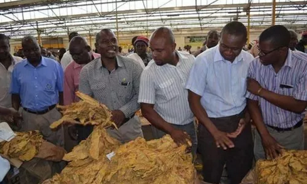 　　津巴布韦素有“烟草帝国”之称，拥有百年的烟草种植历史。如今，烟草作为津巴布韦响当当的区域公用品牌，为其带来了可观的经济效益与巨大的社会效益，每年中国国内各大烟草公司都要组织来此考察、交流。自2017年3月15日进入销售季以来，津巴布韦依靠烟草收入达4.7亿美元。  　　    　　因而，烟草业被认为是津巴布韦农业的“脊骨”。通过分析津巴布韦打造烟叶的品牌战略，对于我国打造区域公用品牌更具有借鉴意义。  　　烟草生长的天然沃土，世界的“黄金烟田”  　　“接近完美”，说到津巴布韦的烟草产品，英国广播公司曾经做出过这样的评论。  　　津巴布韦属于热带草原气候，当地日照充足，气温较高且昼夜温差很大，年降水量达600到800毫米，且近60%集中于烟草生长季，是最适宜优质烟叶生长的天气;不仅如此，该国的沙质土壤通透性好、酸碱度适宜，非常有利于烟草生长和烟叶品质的形成，曾被媒体誉为世界的“黄金烟田”。  　　该国种植的烟叶99%用于出口。几乎所有高档欧美品牌的香烟，都要掺入一定比例的津巴布韦烟丝，因为这种带有独特焦甜香的高档烟丝，是品质和品位的保证。这也包括国内的中华烟，芙蓉王等，因此有人说，每一口“中华烟”都有津巴布韦的味道。  　　管理体系：部门、协会技术支持，科研水平世界领先  　　津巴布韦的烟草生产归口农业和农村发展部(以下简称农业部)管理。另外还有三个组织与烤烟有关：津巴布韦烟草协会(ZTA)、津巴布韦农民联合会(ZFU)、津巴布韦烟草种植者协会(ZATG)。  　　三部门分工明确，提供不同的技术支持：ZTA成立于1987年，该协会负责向烟农提供从种植到拍卖的所有服务。ZATG协会为烟农提供生产技术培训，市场信息指导等。TIMB是农业部下属的烟草工业和营销署，负责拍卖市场管理、烟农种烟登记、烟草公司在拍卖市场购买、出口烟叶许可证的审定和发放。  　　ARDA是农业部下属的农业、农村发展署，负责农业生产发展管理，也是津农业部认定的第一家具有烤烟合同种植资格的单位。  　　农业部下属的烟草研究院(TRB)是津巴布韦烟草科研和技术推广的中心，下设三个实验站，是世界上知名的烟草科研机构，在烟草农业环节有较强的实力。TRB针对病虫害发生流行特点积极培育多抗优质品种，本国和附近一些国家所种烟草品种大部分来自该研究院。该研究院在烟草应用基础研究方面拥有较高的学术地位。  　　津巴布韦在烟草育种方面处于国际上领先位置，占有大量的种质资源。  　　由ZTA和FDU联合创办烟草培训学院，35%的时间讲授理论，65%的时间进行实践操作。烟农种烟不是只要愿意种就可以，而是必须经过培训三年，拿到培训学院的资格证书。培训学院成立以来培训了成千上万学员，对津巴布韦烟草生产起到了很大的作用。  　　由于有多年的种烟历史，津巴布韦烟区的烟农有种烟基本技能和分级技能，有一批很有农场管理能力的专业管理经理。  　　    　　1、 拍卖行  　　烟草生产自1910年起开始实行市场拍卖制度，烟草公司从拍卖市场通过价格竞拍购买烟叶。后来曾一度中断，1980年津巴布韦独立后，拍卖制度才完全恢复并逐步完善起来。拍卖制是津巴布韦主要的烟草营销模式，烟农将生产的烟草拿到拍卖行统一拍卖销售。  　　津巴布韦有三大烟草拍卖行，即Tobacco Sales Floor(简称TSF)，Burley Marketing Zimbabwe(BMZ)，和Zimbabwe Industry Tobacco Auction Center(ZITAC)。  　　TSF拍卖行是目前世界上最大的烟草拍卖行。待售烟叶按照不同区域整齐排列，每大包烟叶称作“一捆”，上面清楚标注着品级、重量等信息。据悉，拍卖场的交易大厅每天可售出多达2500至3000捆的烟叶。  　　    　　烟叶拍卖场专业化程度与拍卖效率高，是津巴布韦烟草营销体系的一大特点。烟草拍卖交易中，拍卖方由“报价员”、“竞拍员”和“记单员”组成，而买家则包括烟草公司代表和中间商等。每天交易完成，拍卖场都会汇总、分析当天各类烟叶的交易量和成交价。  　　烟草公司进入拍卖行，首先要取得资格，在拍卖市场购烟的公司有两类：A级烟草购买证(每年购烟至少500吨，95%的烟叶出口)、B级烟草购买证(每年至少购烟100吨，只能内销)。  　　在拍卖前，TIMB派技术人员给即将拍卖的烟叶进行预分级。当买卖双方发生争执时，TIMB有仲裁职能。TIMB在每个拍卖季节必须联合烟草研究院对上市烟草进行检测，向烟草公司保证参与拍卖的烟叶没有甲虫，不含有禁止使用的农药，如发现拍卖烟叶违反有关规定，这些烟草将被立即销毁。  　　拍卖市场一般4月份开拍，9月或10月结束，历时200多天。  　　2、合同收购  　　合同收购起源于合同种植，开始于2003-2004年种植季节，津巴布韦引进巴西的烟草生产模式，允许投资者同烟农签约开展合同化种植，以减轻津政府对烟草生产的投入。  　　合同化种植生产的烟叶，通过合同收购的形式卖给投资者。投资者按照略高于拍卖行3-5%的价格收购烟叶，并扣除投入部分，将其余部分支付给烟农。优点是公司不必申请“A”类购买证，即可在津采购烟叶，对烟草的质量和数量有相对的保证。  　　近年来，随着合同种植和收购在津巴布韦烟叶市场化经营中的日趋完善，2009年合同种植的烟叶产量已达4.23万吨，占全国烟叶总产量的比重达到72%。合同种植、合同收购和市场拍卖等市场化的经营，有效地规避了风险。  　　    　　生产体系：百年种植历史，生产技术成熟  　　津巴布韦自1903年起开始种植烤烟，至今已有上百年的历史，建立了与其生态环境、社会经济状况相适应的生产技术，保证了烟叶产质量的稳定性和风格特征的彰显。  　　1、土地轮作方式，保障烟叶可持续发展  　　在轮作方面，津巴布韦烟叶生产采用至少5年两头栽烟的轮作方式，即：烟草—玉米—牧草—牧草—烟草，有效地保持和培肥地力，防止水土流失，抑制病虫危害。并且采用深耕的耕作方式，深耕40-45cm，有效地改良了土壤物理性状和控制了杂草。  　　2、从引进到自育，种植品种风格  　　津巴布韦的品种选育工作从以引进美国品种为基础，逐步过渡到以自育品种为主，其育种工作以优质抗病为主要育种目标。目前，生产上种植的烤烟品种均为半多叶型杂交品种。具有抗病与抗逆性强，产质量稳定，烟叶香气浓度高等特点。  　　    　　3、分类管理体系科学，烟叶 生产效率高  　　津巴布韦总耕地面积为3328万公顷，人口1350万，人均占有耕地2.5公顷，农业劳动力相对缺乏。为提高劳动生产效率，烟叶生产除使用机械化耕作、灌溉、运输和烘烤外，必须集中有限的人力进行移栽、施肥、采收、分级和其它田间管理。  　　为此，农场雇有农场经理，对农场工人、财务、物资、仓储、运输等方面进行科学而紧凑的分类管理，以保障农场烟叶生产的有序运行，劳动生产效率不但得到有效提高，同时生产出来的烟叶质量较为均衡一致。  　　4、烟粮比价高，专业烟农种烟思想牢固  　　合理的粮烟比价为提高烟叶质量、促进烤烟生产的发展创造了条件。以玉米和烤烟为例，生产结果表明，6亩玉米的收入相当于1亩烟的收入。可见，烤烟生产虽然费工费时、成本高、技术性强，但纯收入也高。在高额利润下，烟草生产者愿意种植烤烟并千方百计提高烟叶产量和质量。  　　百余年前，一个英国代理商人在看到津巴布韦种植的烟草后说，这个国家发现了与黄金、钻石一样贵重的东西，将足以令世人注目。  　　如今，一株株不起眼的烟草已成为津巴布韦创收的重要农作物，回顾其打造烟草品牌的各项举措，我们不难发现，津巴布韦政府始终致力于打造烟草的高端品质，为从业者提供全方位的服务。  　　产品是品牌的重要载体，烟草的高质量也成为该国区域公用品牌在国际市场上的“代言人”，使产品在同类品类中脱颖而出。津巴布韦的烟草逐渐成为人们追求、向往高质量生活的象征，同时也是衡量世界各大烟草公司的香烟品牌是否奢侈、昂贵的标准。津巴布韦的烟草品牌体现更多的是国家对品牌的成长、管理、保护等进行流程化、系统化科学的运作，这更值得我国众多区域公用品牌学习。  　　文章来自：尼日利亚华人网