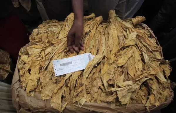 　　津巴布韦素有“烟草帝国”之称，拥有百年的烟草种植历史。如今，烟草作为津巴布韦响当当的区域公用品牌，为其带来了可观的经济效益与巨大的社会效益，每年中国国内各大烟草公司都要组织来此考察、交流。自2017年3月15日进入销售季以来，津巴布韦依靠烟草收入达4.7亿美元。  　　    　　因而，烟草业被认为是津巴布韦农业的“脊骨”。通过分析津巴布韦打造烟叶的品牌战略，对于我国打造区域公用品牌更具有借鉴意义。  　　烟草生长的天然沃土，世界的“黄金烟田”  　　“接近完美”，说到津巴布韦的烟草产品，英国广播公司曾经做出过这样的评论。  　　津巴布韦属于热带草原气候，当地日照充足，气温较高且昼夜温差很大，年降水量达600到800毫米，且近60%集中于烟草生长季，是最适宜优质烟叶生长的天气;不仅如此，该国的沙质土壤通透性好、酸碱度适宜，非常有利于烟草生长和烟叶品质的形成，曾被媒体誉为世界的“黄金烟田”。  　　该国种植的烟叶99%用于出口。几乎所有高档欧美品牌的香烟，都要掺入一定比例的津巴布韦烟丝，因为这种带有独特焦甜香的高档烟丝，是品质和品位的保证。这也包括国内的中华烟，芙蓉王等，因此有人说，每一口“中华烟”都有津巴布韦的味道。  　　管理体系：部门、协会技术支持，科研水平世界领先  　　津巴布韦的烟草生产归口农业和农村发展部(以下简称农业部)管理。另外还有三个组织与烤烟有关：津巴布韦烟草协会(ZTA)、津巴布韦农民联合会(ZFU)、津巴布韦烟草种植者协会(ZATG)。  　　三部门分工明确，提供不同的技术支持：ZTA成立于1987年，该协会负责向烟农提供从种植到拍卖的所有服务。ZATG协会为烟农提供生产技术培训，市场信息指导等。TIMB是农业部下属的烟草工业和营销署，负责拍卖市场管理、烟农种烟登记、烟草公司在拍卖市场购买、出口烟叶许可证的审定和发放。  　　ARDA是农业部下属的农业、农村发展署，负责农业生产发展管理，也是津农业部认定的第一家具有烤烟合同种植资格的单位。  　　农业部下属的烟草研究院(TRB)是津巴布韦烟草科研和技术推广的中心，下设三个实验站，是世界上知名的烟草科研机构，在烟草农业环节有较强的实力。TRB针对病虫害发生流行特点积极培育多抗优质品种，本国和附近一些国家所种烟草品种大部分来自该研究院。该研究院在烟草应用基础研究方面拥有较高的学术地位。  　　津巴布韦在烟草育种方面处于国际上领先位置，占有大量的种质资源。  　　由ZTA和FDU联合创办烟草培训学院，35%的时间讲授理论，65%的时间进行实践操作。烟农种烟不是只要愿意种就可以，而是必须经过培训三年，拿到培训学院的资格证书。培训学院成立以来培训了成千上万学员，对津巴布韦烟草生产起到了很大的作用。  　　由于有多年的种烟历史，津巴布韦烟区的烟农有种烟基本技能和分级技能，有一批很有农场管理能力的专业管理经理。  　　    　　1、 拍卖行  　　烟草生产自1910年起开始实行市场拍卖制度，烟草公司从拍卖市场通过价格竞拍购买烟叶。后来曾一度中断，1980年津巴布韦独立后，拍卖制度才完全恢复并逐步完善起来。拍卖制是津巴布韦主要的烟草营销模式，烟农将生产的烟草拿到拍卖行统一拍卖销售。  　　津巴布韦有三大烟草拍卖行，即Tobacco Sales Floor(简称TSF)，Burley Marketing Zimbabwe(BMZ)，和Zimbabwe Industry Tobacco Auction Center(ZITAC)。  　　TSF拍卖行是目前世界上最大的烟草拍卖行。待售烟叶按照不同区域整齐排列，每大包烟叶称作“一捆”，上面清楚标注着品级、重量等信息。据悉，拍卖场的交易大厅每天可售出多达2500至3000捆的烟叶。  　　    　　烟叶拍卖场专业化程度与拍卖效率高，是津巴布韦烟草营销体系的一大特点。烟草拍卖交易中，拍卖方由“报价员”、“竞拍员”和“记单员”组成，而买家则包括烟草公司代表和中间商等。每天交易完成，拍卖场都会汇总、分析当天各类烟叶的交易量和成交价。  　　烟草公司进入拍卖行，首先要取得资格，在拍卖市场购烟的公司有两类：A级烟草购买证(每年购烟至少500吨，95%的烟叶出口)、B级烟草购买证(每年至少购烟100吨，只能内销)。  　　在拍卖前，TIMB派技术人员给即将拍卖的烟叶进行预分级。当买卖双方发生争执时，TIMB有仲裁职能。TIMB在每个拍卖季节必须联合烟草研究院对上市烟草进行检测，向烟草公司保证参与拍卖的烟叶没有甲虫，不含有禁止使用的农药，如发现拍卖烟叶违反有关规定，这些烟草将被立即销毁。  　　拍卖市场一般4月份开拍，9月或10月结束，历时200多天。  　　2、合同收购  　　合同收购起源于合同种植，开始于2003-2004年种植季节，津巴布韦引进巴西的烟草生产模式，允许投资者同烟农签约开展合同化种植，以减轻津政府对烟草生产的投入。  　　合同化种植生产的烟叶，通过合同收购的形式卖给投资者。投资者按照略高于拍卖行3-5%的价格收购烟叶，并扣除投入部分，将其余部分支付给烟农。优点是公司不必申请“A”类购买证，即可在津采购烟叶，对烟草的质量和数量有相对的保证。  　　近年来，随着合同种植和收购在津巴布韦烟叶市场化经营中的日趋完善，2009年合同种植的烟叶产量已达4.23万吨，占全国烟叶总产量的比重达到72%。合同种植、合同收购和市场拍卖等市场化的经营，有效地规避了风险。  　　    　　生产体系：百年种植历史，生产技术成熟  　　津巴布韦自1903年起开始种植烤烟，至今已有上百年的历史，建立了与其生态环境、社会经济状况相适应的生产技术，保证了烟叶产质量的稳定性和风格特征的彰显。  　　1、土地轮作方式，保障烟叶可持续发展  　　在轮作方面，津巴布韦烟叶生产采用至少5年两头栽烟的轮作方式，即：烟草—玉米—牧草—牧草—烟草，有效地保持和培肥地力，防止水土流失，抑制病虫危害。并且采用深耕的耕作方式，深耕40-45cm，有效地改良了土壤物理性状和控制了杂草。  　　2、从引进到自育，种植品种风格  　　津巴布韦的品种选育工作从以引进美国品种为基础，逐步过渡到以自育品种为主，其育种工作以优质抗病为主要育种目标。目前，生产上种植的烤烟品种均为半多叶型杂交品种。具有抗病与抗逆性强，产质量稳定，烟叶香气浓度高等特点。  　　    　　3、分类管理体系科学，烟叶 生产效率高  　　津巴布韦总耕地面积为3328万公顷，人口1350万，人均占有耕地2.5公顷，农业劳动力相对缺乏。为提高劳动生产效率，烟叶生产除使用机械化耕作、灌溉、运输和烘烤外，必须集中有限的人力进行移栽、施肥、采收、分级和其它田间管理。  　　为此，农场雇有农场经理，对农场工人、财务、物资、仓储、运输等方面进行科学而紧凑的分类管理，以保障农场烟叶生产的有序运行，劳动生产效率不但得到有效提高，同时生产出来的烟叶质量较为均衡一致。  　　4、烟粮比价高，专业烟农种烟思想牢固  　　合理的粮烟比价为提高烟叶质量、促进烤烟生产的发展创造了条件。以玉米和烤烟为例，生产结果表明，6亩玉米的收入相当于1亩烟的收入。可见，烤烟生产虽然费工费时、成本高、技术性强，但纯收入也高。在高额利润下，烟草生产者愿意种植烤烟并千方百计提高烟叶产量和质量。  　　百余年前，一个英国代理商人在看到津巴布韦种植的烟草后说，这个国家发现了与黄金、钻石一样贵重的东西，将足以令世人注目。  　　如今，一株株不起眼的烟草已成为津巴布韦创收的重要农作物，回顾其打造烟草品牌的各项举措，我们不难发现，津巴布韦政府始终致力于打造烟草的高端品质，为从业者提供全方位的服务。  　　产品是品牌的重要载体，烟草的高质量也成为该国区域公用品牌在国际市场上的“代言人”，使产品在同类品类中脱颖而出。津巴布韦的烟草逐渐成为人们追求、向往高质量生活的象征，同时也是衡量世界各大烟草公司的香烟品牌是否奢侈、昂贵的标准。津巴布韦的烟草品牌体现更多的是国家对品牌的成长、管理、保护等进行流程化、系统化科学的运作，这更值得我国众多区域公用品牌学习。  　　文章来自：尼日利亚华人网