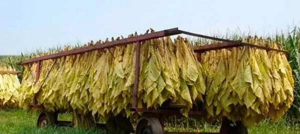 　　津巴布韦素有“烟草帝国”之称，拥有百年的烟草种植历史。如今，烟草作为津巴布韦响当当的区域公用品牌，为其带来了可观的经济效益与巨大的社会效益，每年中国国内各大烟草公司都要组织来此考察、交流。自2017年3月15日进入销售季以来，津巴布韦依靠烟草收入达4.7亿美元。  　　    　　因而，烟草业被认为是津巴布韦农业的“脊骨”。通过分析津巴布韦打造烟叶的品牌战略，对于我国打造区域公用品牌更具有借鉴意义。  　　烟草生长的天然沃土，世界的“黄金烟田”  　　“接近完美”，说到津巴布韦的烟草产品，英国广播公司曾经做出过这样的评论。  　　津巴布韦属于热带草原气候，当地日照充足，气温较高且昼夜温差很大，年降水量达600到800毫米，且近60%集中于烟草生长季，是最适宜优质烟叶生长的天气;不仅如此，该国的沙质土壤通透性好、酸碱度适宜，非常有利于烟草生长和烟叶品质的形成，曾被媒体誉为世界的“黄金烟田”。  　　该国种植的烟叶99%用于出口。几乎所有高档欧美品牌的香烟，都要掺入一定比例的津巴布韦烟丝，因为这种带有独特焦甜香的高档烟丝，是品质和品位的保证。这也包括国内的中华烟，芙蓉王等，因此有人说，每一口“中华烟”都有津巴布韦的味道。  　　管理体系：部门、协会技术支持，科研水平世界领先  　　津巴布韦的烟草生产归口农业和农村发展部(以下简称农业部)管理。另外还有三个组织与烤烟有关：津巴布韦烟草协会(ZTA)、津巴布韦农民联合会(ZFU)、津巴布韦烟草种植者协会(ZATG)。  　　三部门分工明确，提供不同的技术支持：ZTA成立于1987年，该协会负责向烟农提供从种植到拍卖的所有服务。ZATG协会为烟农提供生产技术培训，市场信息指导等。TIMB是农业部下属的烟草工业和营销署，负责拍卖市场管理、烟农种烟登记、烟草公司在拍卖市场购买、出口烟叶许可证的审定和发放。  　　ARDA是农业部下属的农业、农村发展署，负责农业生产发展管理，也是津农业部认定的第一家具有烤烟合同种植资格的单位。  　　农业部下属的烟草研究院(TRB)是津巴布韦烟草科研和技术推广的中心，下设三个实验站，是世界上知名的烟草科研机构，在烟草农业环节有较强的实力。TRB针对病虫害发生流行特点积极培育多抗优质品种，本国和附近一些国家所种烟草品种大部分来自该研究院。该研究院在烟草应用基础研究方面拥有较高的学术地位。  　　津巴布韦在烟草育种方面处于国际上领先位置，占有大量的种质资源。  　　由ZTA和FDU联合创办烟草培训学院，35%的时间讲授理论，65%的时间进行实践操作。烟农种烟不是只要愿意种就可以，而是必须经过培训三年，拿到培训学院的资格证书。培训学院成立以来培训了成千上万学员，对津巴布韦烟草生产起到了很大的作用。  　　由于有多年的种烟历史，津巴布韦烟区的烟农有种烟基本技能和分级技能，有一批很有农场管理能力的专业管理经理。  　　    　　1、 拍卖行  　　烟草生产自1910年起开始实行市场拍卖制度，烟草公司从拍卖市场通过价格竞拍购买烟叶。后来曾一度中断，1980年津巴布韦独立后，拍卖制度才完全恢复并逐步完善起来。拍卖制是津巴布韦主要的烟草营销模式，烟农将生产的烟草拿到拍卖行统一拍卖销售。  　　津巴布韦有三大烟草拍卖行，即Tobacco Sales Floor(简称TSF)，Burley Marketing Zimbabwe(BMZ)，和Zimbabwe Industry Tobacco Auction Center(ZITAC)。  　　TSF拍卖行是目前世界上最大的烟草拍卖行。待售烟叶按照不同区域整齐排列，每大包烟叶称作“一捆”，上面清楚标注着品级、重量等信息。据悉，拍卖场的交易大厅每天可售出多达2500至3000捆的烟叶。  　　    　　烟叶拍卖场专业化程度与拍卖效率高，是津巴布韦烟草营销体系的一大特点。烟草拍卖交易中，拍卖方由“报价员”、“竞拍员”和“记单员”组成，而买家则包括烟草公司代表和中间商等。每天交易完成，拍卖场都会汇总、分析当天各类烟叶的交易量和成交价。  　　烟草公司进入拍卖行，首先要取得资格，在拍卖市场购烟的公司有两类：A级烟草购买证(每年购烟至少500吨，95%的烟叶出口)、B级烟草购买证(每年至少购烟100吨，只能内销)。  　　在拍卖前，TIMB派技术人员给即将拍卖的烟叶进行预分级。当买卖双方发生争执时，TIMB有仲裁职能。TIMB在每个拍卖季节必须联合烟草研究院对上市烟草进行检测，向烟草公司保证参与拍卖的烟叶没有甲虫，不含有禁止使用的农药，如发现拍卖烟叶违反有关规定，这些烟草将被立即销毁。  　　拍卖市场一般4月份开拍，9月或10月结束，历时200多天。  　　2、合同收购  　　合同收购起源于合同种植，开始于2003-2004年种植季节，津巴布韦引进巴西的烟草生产模式，允许投资者同烟农签约开展合同化种植，以减轻津政府对烟草生产的投入。  　　合同化种植生产的烟叶，通过合同收购的形式卖给投资者。投资者按照略高于拍卖行3-5%的价格收购烟叶，并扣除投入部分，将其余部分支付给烟农。优点是公司不必申请“A”类购买证，即可在津采购烟叶，对烟草的质量和数量有相对的保证。  　　近年来，随着合同种植和收购在津巴布韦烟叶市场化经营中的日趋完善，2009年合同种植的烟叶产量已达4.23万吨，占全国烟叶总产量的比重达到72%。合同种植、合同收购和市场拍卖等市场化的经营，有效地规避了风险。  　　    　　生产体系：百年种植历史，生产技术成熟  　　津巴布韦自1903年起开始种植烤烟，至今已有上百年的历史，建立了与其生态环境、社会经济状况相适应的生产技术，保证了烟叶产质量的稳定性和风格特征的彰显。  　　1、土地轮作方式，保障烟叶可持续发展  　　在轮作方面，津巴布韦烟叶生产采用至少5年两头栽烟的轮作方式，即：烟草—玉米—牧草—牧草—烟草，有效地保持和培肥地力，防止水土流失，抑制病虫危害。并且采用深耕的耕作方式，深耕40-45cm，有效地改良了土壤物理性状和控制了杂草。  　　2、从引进到自育，种植品种风格  　　津巴布韦的品种选育工作从以引进美国品种为基础，逐步过渡到以自育品种为主，其育种工作以优质抗病为主要育种目标。目前，生产上种植的烤烟品种均为半多叶型杂交品种。具有抗病与抗逆性强，产质量稳定，烟叶香气浓度高等特点。  　　    　　3、分类管理体系科学，烟叶 生产效率高  　　津巴布韦总耕地面积为3328万公顷，人口1350万，人均占有耕地2.5公顷，农业劳动力相对缺乏。为提高劳动生产效率，烟叶生产除使用机械化耕作、灌溉、运输和烘烤外，必须集中有限的人力进行移栽、施肥、采收、分级和其它田间管理。  　　为此，农场雇有农场经理，对农场工人、财务、物资、仓储、运输等方面进行科学而紧凑的分类管理，以保障农场烟叶生产的有序运行，劳动生产效率不但得到有效提高，同时生产出来的烟叶质量较为均衡一致。  　　4、烟粮比价高，专业烟农种烟思想牢固  　　合理的粮烟比价为提高烟叶质量、促进烤烟生产的发展创造了条件。以玉米和烤烟为例，生产结果表明，6亩玉米的收入相当于1亩烟的收入。可见，烤烟生产虽然费工费时、成本高、技术性强，但纯收入也高。在高额利润下，烟草生产者愿意种植烤烟并千方百计提高烟叶产量和质量。  　　百余年前，一个英国代理商人在看到津巴布韦种植的烟草后说，这个国家发现了与黄金、钻石一样贵重的东西，将足以令世人注目。  　　如今，一株株不起眼的烟草已成为津巴布韦创收的重要农作物，回顾其打造烟草品牌的各项举措，我们不难发现，津巴布韦政府始终致力于打造烟草的高端品质，为从业者提供全方位的服务。  　　产品是品牌的重要载体，烟草的高质量也成为该国区域公用品牌在国际市场上的“代言人”，使产品在同类品类中脱颖而出。津巴布韦的烟草逐渐成为人们追求、向往高质量生活的象征，同时也是衡量世界各大烟草公司的香烟品牌是否奢侈、昂贵的标准。津巴布韦的烟草品牌体现更多的是国家对品牌的成长、管理、保护等进行流程化、系统化科学的运作，这更值得我国众多区域公用品牌学习。  　　文章来自：尼日利亚华人网