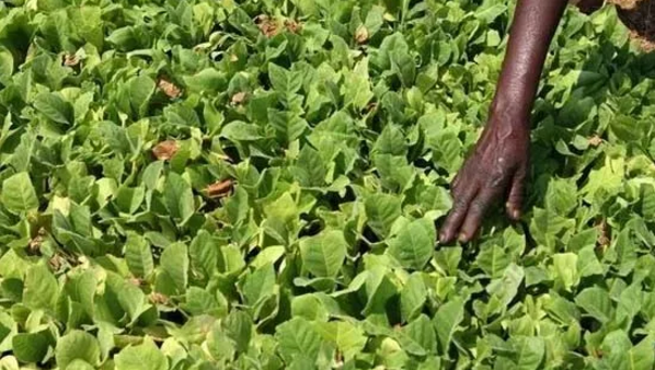 　　津巴布韦素有“烟草帝国”之称，拥有百年的烟草种植历史。如今，烟草作为津巴布韦响当当的区域公用品牌，为其带来了可观的经济效益与巨大的社会效益，每年中国国内各大烟草公司都要组织来此考察、交流。自2017年3月15日进入销售季以来，津巴布韦依靠烟草收入达4.7亿美元。  　　    　　因而，烟草业被认为是津巴布韦农业的“脊骨”。通过分析津巴布韦打造烟叶的品牌战略，对于我国打造区域公用品牌更具有借鉴意义。  　　烟草生长的天然沃土，世界的“黄金烟田”  　　“接近完美”，说到津巴布韦的烟草产品，英国广播公司曾经做出过这样的评论。  　　津巴布韦属于热带草原气候，当地日照充足，气温较高且昼夜温差很大，年降水量达600到800毫米，且近60%集中于烟草生长季，是最适宜优质烟叶生长的天气;不仅如此，该国的沙质土壤通透性好、酸碱度适宜，非常有利于烟草生长和烟叶品质的形成，曾被媒体誉为世界的“黄金烟田”。  　　该国种植的烟叶99%用于出口。几乎所有高档欧美品牌的香烟，都要掺入一定比例的津巴布韦烟丝，因为这种带有独特焦甜香的高档烟丝，是品质和品位的保证。这也包括国内的中华烟，芙蓉王等，因此有人说，每一口“中华烟”都有津巴布韦的味道。  　　管理体系：部门、协会技术支持，科研水平世界领先  　　津巴布韦的烟草生产归口农业和农村发展部(以下简称农业部)管理。另外还有三个组织与烤烟有关：津巴布韦烟草协会(ZTA)、津巴布韦农民联合会(ZFU)、津巴布韦烟草种植者协会(ZATG)。  　　三部门分工明确，提供不同的技术支持：ZTA成立于1987年，该协会负责向烟农提供从种植到拍卖的所有服务。ZATG协会为烟农提供生产技术培训，市场信息指导等。TIMB是农业部下属的烟草工业和营销署，负责拍卖市场管理、烟农种烟登记、烟草公司在拍卖市场购买、出口烟叶许可证的审定和发放。  　　ARDA是农业部下属的农业、农村发展署，负责农业生产发展管理，也是津农业部认定的第一家具有烤烟合同种植资格的单位。  　　农业部下属的烟草研究院(TRB)是津巴布韦烟草科研和技术推广的中心，下设三个实验站，是世界上知名的烟草科研机构，在烟草农业环节有较强的实力。TRB针对病虫害发生流行特点积极培育多抗优质品种，本国和附近一些国家所种烟草品种大部分来自该研究院。该研究院在烟草应用基础研究方面拥有较高的学术地位。  　　津巴布韦在烟草育种方面处于国际上领先位置，占有大量的种质资源。  　　由ZTA和FDU联合创办烟草培训学院，35%的时间讲授理论，65%的时间进行实践操作。烟农种烟不是只要愿意种就可以，而是必须经过培训三年，拿到培训学院的资格证书。培训学院成立以来培训了成千上万学员，对津巴布韦烟草生产起到了很大的作用。  　　由于有多年的种烟历史，津巴布韦烟区的烟农有种烟基本技能和分级技能，有一批很有农场管理能力的专业管理经理。  　　    　　1、 拍卖行  　　烟草生产自1910年起开始实行市场拍卖制度，烟草公司从拍卖市场通过价格竞拍购买烟叶。后来曾一度中断，1980年津巴布韦独立后，拍卖制度才完全恢复并逐步完善起来。拍卖制是津巴布韦主要的烟草营销模式，烟农将生产的烟草拿到拍卖行统一拍卖销售。  　　津巴布韦有三大烟草拍卖行，即Tobacco Sales Floor(简称TSF)，Burley Marketing Zimbabwe(BMZ)，和Zimbabwe Industry Tobacco Auction Center(ZITAC)。  　　TSF拍卖行是目前世界上最大的烟草拍卖行。待售烟叶按照不同区域整齐排列，每大包烟叶称作“一捆”，上面清楚标注着品级、重量等信息。据悉，拍卖场的交易大厅每天可售出多达2500至3000捆的烟叶。  　　    　　烟叶拍卖场专业化程度与拍卖效率高，是津巴布韦烟草营销体系的一大特点。烟草拍卖交易中，拍卖方由“报价员”、“竞拍员”和“记单员”组成，而买家则包括烟草公司代表和中间商等。每天交易完成，拍卖场都会汇总、分析当天各类烟叶的交易量和成交价。  　　烟草公司进入拍卖行，首先要取得资格，在拍卖市场购烟的公司有两类：A级烟草购买证(每年购烟至少500吨，95%的烟叶出口)、B级烟草购买证(每年至少购烟100吨，只能内销)。  　　在拍卖前，TIMB派技术人员给即将拍卖的烟叶进行预分级。当买卖双方发生争执时，TIMB有仲裁职能。TIMB在每个拍卖季节必须联合烟草研究院对上市烟草进行检测，向烟草公司保证参与拍卖的烟叶没有甲虫，不含有禁止使用的农药，如发现拍卖烟叶违反有关规定，这些烟草将被立即销毁。  　　拍卖市场一般4月份开拍，9月或10月结束，历时200多天。  　　2、合同收购  　　合同收购起源于合同种植，开始于2003-2004年种植季节，津巴布韦引进巴西的烟草生产模式，允许投资者同烟农签约开展合同化种植，以减轻津政府对烟草生产的投入。  　　合同化种植生产的烟叶，通过合同收购的形式卖给投资者。投资者按照略高于拍卖行3-5%的价格收购烟叶，并扣除投入部分，将其余部分支付给烟农。优点是公司不必申请“A”类购买证，即可在津采购烟叶，对烟草的质量和数量有相对的保证。  　　近年来，随着合同种植和收购在津巴布韦烟叶市场化经营中的日趋完善，2009年合同种植的烟叶产量已达4.23万吨，占全国烟叶总产量的比重达到72%。合同种植、合同收购和市场拍卖等市场化的经营，有效地规避了风险。  　　    　　生产体系：百年种植历史，生产技术成熟  　　津巴布韦自1903年起开始种植烤烟，至今已有上百年的历史，建立了与其生态环境、社会经济状况相适应的生产技术，保证了烟叶产质量的稳定性和风格特征的彰显。  　　1、土地轮作方式，保障烟叶可持续发展  　　在轮作方面，津巴布韦烟叶生产采用至少5年两头栽烟的轮作方式，即：烟草—玉米—牧草—牧草—烟草，有效地保持和培肥地力，防止水土流失，抑制病虫危害。并且采用深耕的耕作方式，深耕40-45cm，有效地改良了土壤物理性状和控制了杂草。  　　2、从引进到自育，种植品种风格  　　津巴布韦的品种选育工作从以引进美国品种为基础，逐步过渡到以自育品种为主，其育种工作以优质抗病为主要育种目标。目前，生产上种植的烤烟品种均为半多叶型杂交品种。具有抗病与抗逆性强，产质量稳定，烟叶香气浓度高等特点。  　　    　　3、分类管理体系科学，烟叶 生产效率高  　　津巴布韦总耕地面积为3328万公顷，人口1350万，人均占有耕地2.5公顷，农业劳动力相对缺乏。为提高劳动生产效率，烟叶生产除使用机械化耕作、灌溉、运输和烘烤外，必须集中有限的人力进行移栽、施肥、采收、分级和其它田间管理。  　　为此，农场雇有农场经理，对农场工人、财务、物资、仓储、运输等方面进行科学而紧凑的分类管理，以保障农场烟叶生产的有序运行，劳动生产效率不但得到有效提高，同时生产出来的烟叶质量较为均衡一致。  　　4、烟粮比价高，专业烟农种烟思想牢固  　　合理的粮烟比价为提高烟叶质量、促进烤烟生产的发展创造了条件。以玉米和烤烟为例，生产结果表明，6亩玉米的收入相当于1亩烟的收入。可见，烤烟生产虽然费工费时、成本高、技术性强，但纯收入也高。在高额利润下，烟草生产者愿意种植烤烟并千方百计提高烟叶产量和质量。  　　百余年前，一个英国代理商人在看到津巴布韦种植的烟草后说，这个国家发现了与黄金、钻石一样贵重的东西，将足以令世人注目。  　　如今，一株株不起眼的烟草已成为津巴布韦创收的重要农作物，回顾其打造烟草品牌的各项举措，我们不难发现，津巴布韦政府始终致力于打造烟草的高端品质，为从业者提供全方位的服务。  　　产品是品牌的重要载体，烟草的高质量也成为该国区域公用品牌在国际市场上的“代言人”，使产品在同类品类中脱颖而出。津巴布韦的烟草逐渐成为人们追求、向往高质量生活的象征，同时也是衡量世界各大烟草公司的香烟品牌是否奢侈、昂贵的标准。津巴布韦的烟草品牌体现更多的是国家对品牌的成长、管理、保护等进行流程化、系统化科学的运作，这更值得我国众多区域公用品牌学习。  　　文章来自：尼日利亚华人网