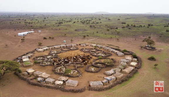 　　设想一下，如果你一觉醒来变成东非马赛人，一切会有什么不一样?  　　就让非洲的小伙伴带你走进他们的生活吧!  　　    　　在肯尼亚安博塞利国家公园内的一处马赛人村落，一位成年马赛族人坐在屋内的床上。  　　一睁眼，你就会发现自己躺在一整张牛皮“床单”上，没有灯，昏暗的房间里只有墙上的小孔投进来的一束晨光。顺便说一句，这里是东非大草原，造房子没有钢筋混凝土，用的是牛粪、草木灰、树枝和泥土。随着与现代社会的接触，马赛人也渐渐学会了使用塑料布甚至太阳能照明灯!  　　    　　马赛人的房屋主要由草木灰、树枝、牛粪、泥土堆成，现在马赛人也逐渐开始使用塑料袋和简易太阳能灯。  　　来村口儿的大树下刷个牙吧。牙刷就更有趣了，先要把树枝嚼碎，再用里面的纤维来清洁牙齿，这可能就是非洲兄弟们牙齿都那么白的秘诀。  　　    　　这里位于肯尼亚安博塞利国家公园内，是一个由枯树枝围起的约半个足球场大的圆形马赛人聚落。这个马赛村庄由40余座一人高的房子构成，每一间民居里通常有两个隔间，其中一个隔间兼做厨房。聚落的中央是一个广场，四周有若干个由树枝堆起的小围场。  　　    　　肯尼亚安博塞利国家公园内的一处马赛人村落。  　　马赛族的男人们裹着被称为“束卡”的红色披风，有的手持一头细一头粗、用来赶走野生动物的马赛木棍，有的手持打猎用的长矛;女人们穿着色彩绚丽的“坎噶”裙装，戴着精细彩珠串成的头饰和项圈。酋长恩考说，村里的男人白天出去放牧，女人则在家里做彩珠饰品。他们多数人家里没有电视，也没有电灯，唯一的娱乐便是围着广场跳舞。  　　    　　生活在这个村子里的有5个大的家族，人口超过170人。大家主要以放羊为生。不过，对这个村子而言，最重要的并不是山羊，而是牛群。马赛男人的披风之所以选择红色，就是为了赶走狮子等野生动物，保护他们赖以生存的牛群。  　　    　　马赛人村落的酋长恩考(Nkao)。  　　牛群在马赛人的传统生活中扮演着重要角色。恩考很自豪地说，马赛人视牛为宝，为了防止公园里的动物偷吃，山羊和牛群被放在整个聚落中央的位置。  　　    　　    　　马赛人萨吉姆巴(Sakimba)在肯尼亚安博塞利国家公园附近放牛。  　　晚饭时间，村里有人钻木取火、准备晚饭。恩考说，村民一般一天只吃早晚两顿饭，通常是羊奶。遇上婚礼或丧葬等事宜，他们也会宰上几只山羊。  　　    　　    　　马赛人在晚饭前钻木取火。  　　    　　马赛族妇女在挤羊奶。  　　今年40岁的恩考，读到小学毕业就回到村里放羊了。“我没有去过城市里，因为村里有很多事情要做。”他说，“这里有草地，有动物，我喜欢与动物一起生活。”马赛人曾流传着一个古老说法：“我们右手持长矛，左手持圆棍，就不能再拿书本了。”不过，作为5个孩子的父亲，恩考希望他的子女们可以好好读书，在城里找个稳定的工作，有个“好未来”。  　　    　　马赛人在跳舞。  　　作为肯尼亚最具代表性的部族之一，马赛人一直延续着游牧传统。数百年来，他们在非洲辽阔的大地上逐水草而牧，靠围猎而生，过着游牧民族的本色生活。随着时代变迁，马赛族勇士已逐渐放弃猎杀狮子的传统，更多的小朋友接受现代教育，旅游业也给他们带来越来越多的收入。  　　    　　    　　一位马赛族妇女在制作装饰有马赛珠的皮带。  　　非洲蕴藏着独特的智慧，这个东非最活跃的民族今后将会如何，若干年后，待你的再次穿越来发现!  　　文章来自：新华视界