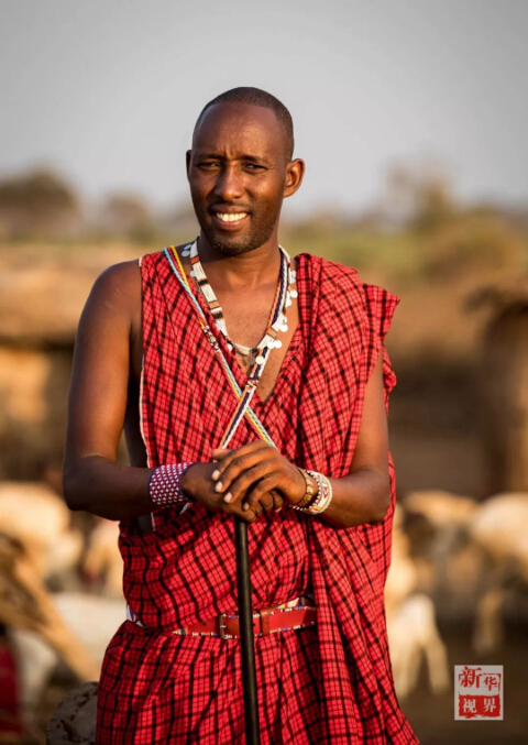 　　设想一下，如果你一觉醒来变成东非马赛人，一切会有什么不一样?  　　就让非洲的小伙伴带你走进他们的生活吧!  　　    　　在肯尼亚安博塞利国家公园内的一处马赛人村落，一位成年马赛族人坐在屋内的床上。  　　一睁眼，你就会发现自己躺在一整张牛皮“床单”上，没有灯，昏暗的房间里只有墙上的小孔投进来的一束晨光。顺便说一句，这里是东非大草原，造房子没有钢筋混凝土，用的是牛粪、草木灰、树枝和泥土。随着与现代社会的接触，马赛人也渐渐学会了使用塑料布甚至太阳能照明灯!  　　    　　马赛人的房屋主要由草木灰、树枝、牛粪、泥土堆成，现在马赛人也逐渐开始使用塑料袋和简易太阳能灯。  　　来村口儿的大树下刷个牙吧。牙刷就更有趣了，先要把树枝嚼碎，再用里面的纤维来清洁牙齿，这可能就是非洲兄弟们牙齿都那么白的秘诀。  　　    　　这里位于肯尼亚安博塞利国家公园内，是一个由枯树枝围起的约半个足球场大的圆形马赛人聚落。这个马赛村庄由40余座一人高的房子构成，每一间民居里通常有两个隔间，其中一个隔间兼做厨房。聚落的中央是一个广场，四周有若干个由树枝堆起的小围场。  　　    　　肯尼亚安博塞利国家公园内的一处马赛人村落。  　　马赛族的男人们裹着被称为“束卡”的红色披风，有的手持一头细一头粗、用来赶走野生动物的马赛木棍，有的手持打猎用的长矛;女人们穿着色彩绚丽的“坎噶”裙装，戴着精细彩珠串成的头饰和项圈。酋长恩考说，村里的男人白天出去放牧，女人则在家里做彩珠饰品。他们多数人家里没有电视，也没有电灯，唯一的娱乐便是围着广场跳舞。  　　    　　生活在这个村子里的有5个大的家族，人口超过170人。大家主要以放羊为生。不过，对这个村子而言，最重要的并不是山羊，而是牛群。马赛男人的披风之所以选择红色，就是为了赶走狮子等野生动物，保护他们赖以生存的牛群。  　　    　　马赛人村落的酋长恩考(Nkao)。  　　牛群在马赛人的传统生活中扮演着重要角色。恩考很自豪地说，马赛人视牛为宝，为了防止公园里的动物偷吃，山羊和牛群被放在整个聚落中央的位置。  　　    　　    　　马赛人萨吉姆巴(Sakimba)在肯尼亚安博塞利国家公园附近放牛。  　　晚饭时间，村里有人钻木取火、准备晚饭。恩考说，村民一般一天只吃早晚两顿饭，通常是羊奶。遇上婚礼或丧葬等事宜，他们也会宰上几只山羊。  　　    　　    　　马赛人在晚饭前钻木取火。  　　    　　马赛族妇女在挤羊奶。  　　今年40岁的恩考，读到小学毕业就回到村里放羊了。“我没有去过城市里，因为村里有很多事情要做。”他说，“这里有草地，有动物，我喜欢与动物一起生活。”马赛人曾流传着一个古老说法：“我们右手持长矛，左手持圆棍，就不能再拿书本了。”不过，作为5个孩子的父亲，恩考希望他的子女们可以好好读书，在城里找个稳定的工作，有个“好未来”。  　　    　　马赛人在跳舞。  　　作为肯尼亚最具代表性的部族之一，马赛人一直延续着游牧传统。数百年来，他们在非洲辽阔的大地上逐水草而牧，靠围猎而生，过着游牧民族的本色生活。随着时代变迁，马赛族勇士已逐渐放弃猎杀狮子的传统，更多的小朋友接受现代教育，旅游业也给他们带来越来越多的收入。  　　    　　    　　一位马赛族妇女在制作装饰有马赛珠的皮带。  　　非洲蕴藏着独特的智慧，这个东非最活跃的民族今后将会如何，若干年后，待你的再次穿越来发现!  　　文章来自：新华视界