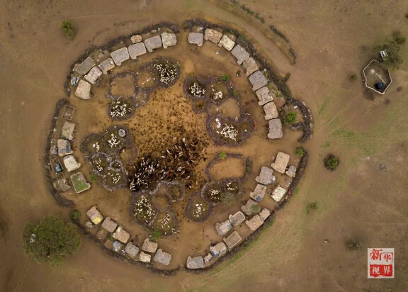 　　设想一下，如果你一觉醒来变成东非马赛人，一切会有什么不一样?  　　就让非洲的小伙伴带你走进他们的生活吧!  　　    　　在肯尼亚安博塞利国家公园内的一处马赛人村落，一位成年马赛族人坐在屋内的床上。  　　一睁眼，你就会发现自己躺在一整张牛皮“床单”上，没有灯，昏暗的房间里只有墙上的小孔投进来的一束晨光。顺便说一句，这里是东非大草原，造房子没有钢筋混凝土，用的是牛粪、草木灰、树枝和泥土。随着与现代社会的接触，马赛人也渐渐学会了使用塑料布甚至太阳能照明灯!  　　    　　马赛人的房屋主要由草木灰、树枝、牛粪、泥土堆成，现在马赛人也逐渐开始使用塑料袋和简易太阳能灯。  　　来村口儿的大树下刷个牙吧。牙刷就更有趣了，先要把树枝嚼碎，再用里面的纤维来清洁牙齿，这可能就是非洲兄弟们牙齿都那么白的秘诀。  　　    　　这里位于肯尼亚安博塞利国家公园内，是一个由枯树枝围起的约半个足球场大的圆形马赛人聚落。这个马赛村庄由40余座一人高的房子构成，每一间民居里通常有两个隔间，其中一个隔间兼做厨房。聚落的中央是一个广场，四周有若干个由树枝堆起的小围场。  　　    　　肯尼亚安博塞利国家公园内的一处马赛人村落。  　　马赛族的男人们裹着被称为“束卡”的红色披风，有的手持一头细一头粗、用来赶走野生动物的马赛木棍，有的手持打猎用的长矛;女人们穿着色彩绚丽的“坎噶”裙装，戴着精细彩珠串成的头饰和项圈。酋长恩考说，村里的男人白天出去放牧，女人则在家里做彩珠饰品。他们多数人家里没有电视，也没有电灯，唯一的娱乐便是围着广场跳舞。  　　    　　生活在这个村子里的有5个大的家族，人口超过170人。大家主要以放羊为生。不过，对这个村子而言，最重要的并不是山羊，而是牛群。马赛男人的披风之所以选择红色，就是为了赶走狮子等野生动物，保护他们赖以生存的牛群。  　　    　　马赛人村落的酋长恩考(Nkao)。  　　牛群在马赛人的传统生活中扮演着重要角色。恩考很自豪地说，马赛人视牛为宝，为了防止公园里的动物偷吃，山羊和牛群被放在整个聚落中央的位置。  　　    　　    　　马赛人萨吉姆巴(Sakimba)在肯尼亚安博塞利国家公园附近放牛。  　　晚饭时间，村里有人钻木取火、准备晚饭。恩考说，村民一般一天只吃早晚两顿饭，通常是羊奶。遇上婚礼或丧葬等事宜，他们也会宰上几只山羊。  　　    　　    　　马赛人在晚饭前钻木取火。  　　    　　马赛族妇女在挤羊奶。  　　今年40岁的恩考，读到小学毕业就回到村里放羊了。“我没有去过城市里，因为村里有很多事情要做。”他说，“这里有草地，有动物，我喜欢与动物一起生活。”马赛人曾流传着一个古老说法：“我们右手持长矛，左手持圆棍，就不能再拿书本了。”不过，作为5个孩子的父亲，恩考希望他的子女们可以好好读书，在城里找个稳定的工作，有个“好未来”。  　　    　　马赛人在跳舞。  　　作为肯尼亚最具代表性的部族之一，马赛人一直延续着游牧传统。数百年来，他们在非洲辽阔的大地上逐水草而牧，靠围猎而生，过着游牧民族的本色生活。随着时代变迁，马赛族勇士已逐渐放弃猎杀狮子的传统，更多的小朋友接受现代教育，旅游业也给他们带来越来越多的收入。  　　    　　    　　一位马赛族妇女在制作装饰有马赛珠的皮带。  　　非洲蕴藏着独特的智慧，这个东非最活跃的民族今后将会如何，若干年后，待你的再次穿越来发现!  　　文章来自：新华视界