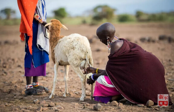 　　设想一下，如果你一觉醒来变成东非马赛人，一切会有什么不一样?  　　就让非洲的小伙伴带你走进他们的生活吧!  　　    　　在肯尼亚安博塞利国家公园内的一处马赛人村落，一位成年马赛族人坐在屋内的床上。  　　一睁眼，你就会发现自己躺在一整张牛皮“床单”上，没有灯，昏暗的房间里只有墙上的小孔投进来的一束晨光。顺便说一句，这里是东非大草原，造房子没有钢筋混凝土，用的是牛粪、草木灰、树枝和泥土。随着与现代社会的接触，马赛人也渐渐学会了使用塑料布甚至太阳能照明灯!  　　    　　马赛人的房屋主要由草木灰、树枝、牛粪、泥土堆成，现在马赛人也逐渐开始使用塑料袋和简易太阳能灯。  　　来村口儿的大树下刷个牙吧。牙刷就更有趣了，先要把树枝嚼碎，再用里面的纤维来清洁牙齿，这可能就是非洲兄弟们牙齿都那么白的秘诀。  　　    　　这里位于肯尼亚安博塞利国家公园内，是一个由枯树枝围起的约半个足球场大的圆形马赛人聚落。这个马赛村庄由40余座一人高的房子构成，每一间民居里通常有两个隔间，其中一个隔间兼做厨房。聚落的中央是一个广场，四周有若干个由树枝堆起的小围场。  　　    　　肯尼亚安博塞利国家公园内的一处马赛人村落。  　　马赛族的男人们裹着被称为“束卡”的红色披风，有的手持一头细一头粗、用来赶走野生动物的马赛木棍，有的手持打猎用的长矛;女人们穿着色彩绚丽的“坎噶”裙装，戴着精细彩珠串成的头饰和项圈。酋长恩考说，村里的男人白天出去放牧，女人则在家里做彩珠饰品。他们多数人家里没有电视，也没有电灯，唯一的娱乐便是围着广场跳舞。  　　    　　生活在这个村子里的有5个大的家族，人口超过170人。大家主要以放羊为生。不过，对这个村子而言，最重要的并不是山羊，而是牛群。马赛男人的披风之所以选择红色，就是为了赶走狮子等野生动物，保护他们赖以生存的牛群。  　　    　　马赛人村落的酋长恩考(Nkao)。  　　牛群在马赛人的传统生活中扮演着重要角色。恩考很自豪地说，马赛人视牛为宝，为了防止公园里的动物偷吃，山羊和牛群被放在整个聚落中央的位置。  　　    　　    　　马赛人萨吉姆巴(Sakimba)在肯尼亚安博塞利国家公园附近放牛。  　　晚饭时间，村里有人钻木取火、准备晚饭。恩考说，村民一般一天只吃早晚两顿饭，通常是羊奶。遇上婚礼或丧葬等事宜，他们也会宰上几只山羊。  　　    　　    　　马赛人在晚饭前钻木取火。  　　    　　马赛族妇女在挤羊奶。  　　今年40岁的恩考，读到小学毕业就回到村里放羊了。“我没有去过城市里，因为村里有很多事情要做。”他说，“这里有草地，有动物，我喜欢与动物一起生活。”马赛人曾流传着一个古老说法：“我们右手持长矛，左手持圆棍，就不能再拿书本了。”不过，作为5个孩子的父亲，恩考希望他的子女们可以好好读书，在城里找个稳定的工作，有个“好未来”。  　　    　　马赛人在跳舞。  　　作为肯尼亚最具代表性的部族之一，马赛人一直延续着游牧传统。数百年来，他们在非洲辽阔的大地上逐水草而牧，靠围猎而生，过着游牧民族的本色生活。随着时代变迁，马赛族勇士已逐渐放弃猎杀狮子的传统，更多的小朋友接受现代教育，旅游业也给他们带来越来越多的收入。  　　    　　    　　一位马赛族妇女在制作装饰有马赛珠的皮带。  　　非洲蕴藏着独特的智慧，这个东非最活跃的民族今后将会如何，若干年后，待你的再次穿越来发现!  　　文章来自：新华视界