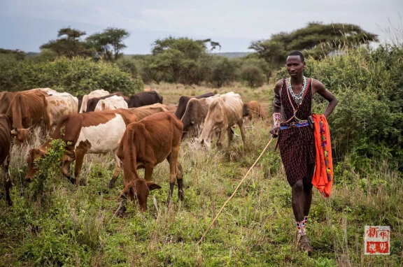 　　设想一下，如果你一觉醒来变成东非马赛人，一切会有什么不一样?  　　就让非洲的小伙伴带你走进他们的生活吧!  　　    　　在肯尼亚安博塞利国家公园内的一处马赛人村落，一位成年马赛族人坐在屋内的床上。  　　一睁眼，你就会发现自己躺在一整张牛皮“床单”上，没有灯，昏暗的房间里只有墙上的小孔投进来的一束晨光。顺便说一句，这里是东非大草原，造房子没有钢筋混凝土，用的是牛粪、草木灰、树枝和泥土。随着与现代社会的接触，马赛人也渐渐学会了使用塑料布甚至太阳能照明灯!  　　    　　马赛人的房屋主要由草木灰、树枝、牛粪、泥土堆成，现在马赛人也逐渐开始使用塑料袋和简易太阳能灯。  　　来村口儿的大树下刷个牙吧。牙刷就更有趣了，先要把树枝嚼碎，再用里面的纤维来清洁牙齿，这可能就是非洲兄弟们牙齿都那么白的秘诀。  　　    　　这里位于肯尼亚安博塞利国家公园内，是一个由枯树枝围起的约半个足球场大的圆形马赛人聚落。这个马赛村庄由40余座一人高的房子构成，每一间民居里通常有两个隔间，其中一个隔间兼做厨房。聚落的中央是一个广场，四周有若干个由树枝堆起的小围场。  　　    　　肯尼亚安博塞利国家公园内的一处马赛人村落。  　　马赛族的男人们裹着被称为“束卡”的红色披风，有的手持一头细一头粗、用来赶走野生动物的马赛木棍，有的手持打猎用的长矛;女人们穿着色彩绚丽的“坎噶”裙装，戴着精细彩珠串成的头饰和项圈。酋长恩考说，村里的男人白天出去放牧，女人则在家里做彩珠饰品。他们多数人家里没有电视，也没有电灯，唯一的娱乐便是围着广场跳舞。  　　    　　生活在这个村子里的有5个大的家族，人口超过170人。大家主要以放羊为生。不过，对这个村子而言，最重要的并不是山羊，而是牛群。马赛男人的披风之所以选择红色，就是为了赶走狮子等野生动物，保护他们赖以生存的牛群。  　　    　　马赛人村落的酋长恩考(Nkao)。  　　牛群在马赛人的传统生活中扮演着重要角色。恩考很自豪地说，马赛人视牛为宝，为了防止公园里的动物偷吃，山羊和牛群被放在整个聚落中央的位置。  　　    　　    　　马赛人萨吉姆巴(Sakimba)在肯尼亚安博塞利国家公园附近放牛。  　　晚饭时间，村里有人钻木取火、准备晚饭。恩考说，村民一般一天只吃早晚两顿饭，通常是羊奶。遇上婚礼或丧葬等事宜，他们也会宰上几只山羊。  　　    　　    　　马赛人在晚饭前钻木取火。  　　    　　马赛族妇女在挤羊奶。  　　今年40岁的恩考，读到小学毕业就回到村里放羊了。“我没有去过城市里，因为村里有很多事情要做。”他说，“这里有草地，有动物，我喜欢与动物一起生活。”马赛人曾流传着一个古老说法：“我们右手持长矛，左手持圆棍，就不能再拿书本了。”不过，作为5个孩子的父亲，恩考希望他的子女们可以好好读书，在城里找个稳定的工作，有个“好未来”。  　　    　　马赛人在跳舞。  　　作为肯尼亚最具代表性的部族之一，马赛人一直延续着游牧传统。数百年来，他们在非洲辽阔的大地上逐水草而牧，靠围猎而生，过着游牧民族的本色生活。随着时代变迁，马赛族勇士已逐渐放弃猎杀狮子的传统，更多的小朋友接受现代教育，旅游业也给他们带来越来越多的收入。  　　    　　    　　一位马赛族妇女在制作装饰有马赛珠的皮带。  　　非洲蕴藏着独特的智慧，这个东非最活跃的民族今后将会如何，若干年后，待你的再次穿越来发现!  　　文章来自：新华视界