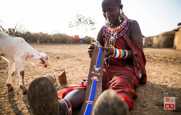 　　设想一下，如果你一觉醒来变成东非马赛人，一切会有什么不一样?  　　就让非洲的小伙伴带你走进他们的生活吧!  　　    　　在肯尼亚安博塞利国家公园内的一处马赛人村落，一位成年马赛族人坐在屋内的床上。  　　一睁眼，你就会发现自己躺在一整张牛皮“床单”上，没有灯，昏暗的房间里只有墙上的小孔投进来的一束晨光。顺便说一句，这里是东非大草原，造房子没有钢筋混凝土，用的是牛粪、草木灰、树枝和泥土。随着与现代社会的接触，马赛人也渐渐学会了使用塑料布甚至太阳能照明灯!  　　    　　马赛人的房屋主要由草木灰、树枝、牛粪、泥土堆成，现在马赛人也逐渐开始使用塑料袋和简易太阳能灯。  　　来村口儿的大树下刷个牙吧。牙刷就更有趣了，先要把树枝嚼碎，再用里面的纤维来清洁牙齿，这可能就是非洲兄弟们牙齿都那么白的秘诀。  　　    　　这里位于肯尼亚安博塞利国家公园内，是一个由枯树枝围起的约半个足球场大的圆形马赛人聚落。这个马赛村庄由40余座一人高的房子构成，每一间民居里通常有两个隔间，其中一个隔间兼做厨房。聚落的中央是一个广场，四周有若干个由树枝堆起的小围场。  　　    　　肯尼亚安博塞利国家公园内的一处马赛人村落。  　　马赛族的男人们裹着被称为“束卡”的红色披风，有的手持一头细一头粗、用来赶走野生动物的马赛木棍，有的手持打猎用的长矛;女人们穿着色彩绚丽的“坎噶”裙装，戴着精细彩珠串成的头饰和项圈。酋长恩考说，村里的男人白天出去放牧，女人则在家里做彩珠饰品。他们多数人家里没有电视，也没有电灯，唯一的娱乐便是围着广场跳舞。  　　    　　生活在这个村子里的有5个大的家族，人口超过170人。大家主要以放羊为生。不过，对这个村子而言，最重要的并不是山羊，而是牛群。马赛男人的披风之所以选择红色，就是为了赶走狮子等野生动物，保护他们赖以生存的牛群。  　　    　　马赛人村落的酋长恩考(Nkao)。  　　牛群在马赛人的传统生活中扮演着重要角色。恩考很自豪地说，马赛人视牛为宝，为了防止公园里的动物偷吃，山羊和牛群被放在整个聚落中央的位置。  　　    　　    　　马赛人萨吉姆巴(Sakimba)在肯尼亚安博塞利国家公园附近放牛。  　　晚饭时间，村里有人钻木取火、准备晚饭。恩考说，村民一般一天只吃早晚两顿饭，通常是羊奶。遇上婚礼或丧葬等事宜，他们也会宰上几只山羊。  　　    　　    　　马赛人在晚饭前钻木取火。  　　    　　马赛族妇女在挤羊奶。  　　今年40岁的恩考，读到小学毕业就回到村里放羊了。“我没有去过城市里，因为村里有很多事情要做。”他说，“这里有草地，有动物，我喜欢与动物一起生活。”马赛人曾流传着一个古老说法：“我们右手持长矛，左手持圆棍，就不能再拿书本了。”不过，作为5个孩子的父亲，恩考希望他的子女们可以好好读书，在城里找个稳定的工作，有个“好未来”。  　　    　　马赛人在跳舞。  　　作为肯尼亚最具代表性的部族之一，马赛人一直延续着游牧传统。数百年来，他们在非洲辽阔的大地上逐水草而牧，靠围猎而生，过着游牧民族的本色生活。随着时代变迁，马赛族勇士已逐渐放弃猎杀狮子的传统，更多的小朋友接受现代教育，旅游业也给他们带来越来越多的收入。  　　    　　    　　一位马赛族妇女在制作装饰有马赛珠的皮带。  　　非洲蕴藏着独特的智慧，这个东非最活跃的民族今后将会如何，若干年后，待你的再次穿越来发现!  　　文章来自：新华视界